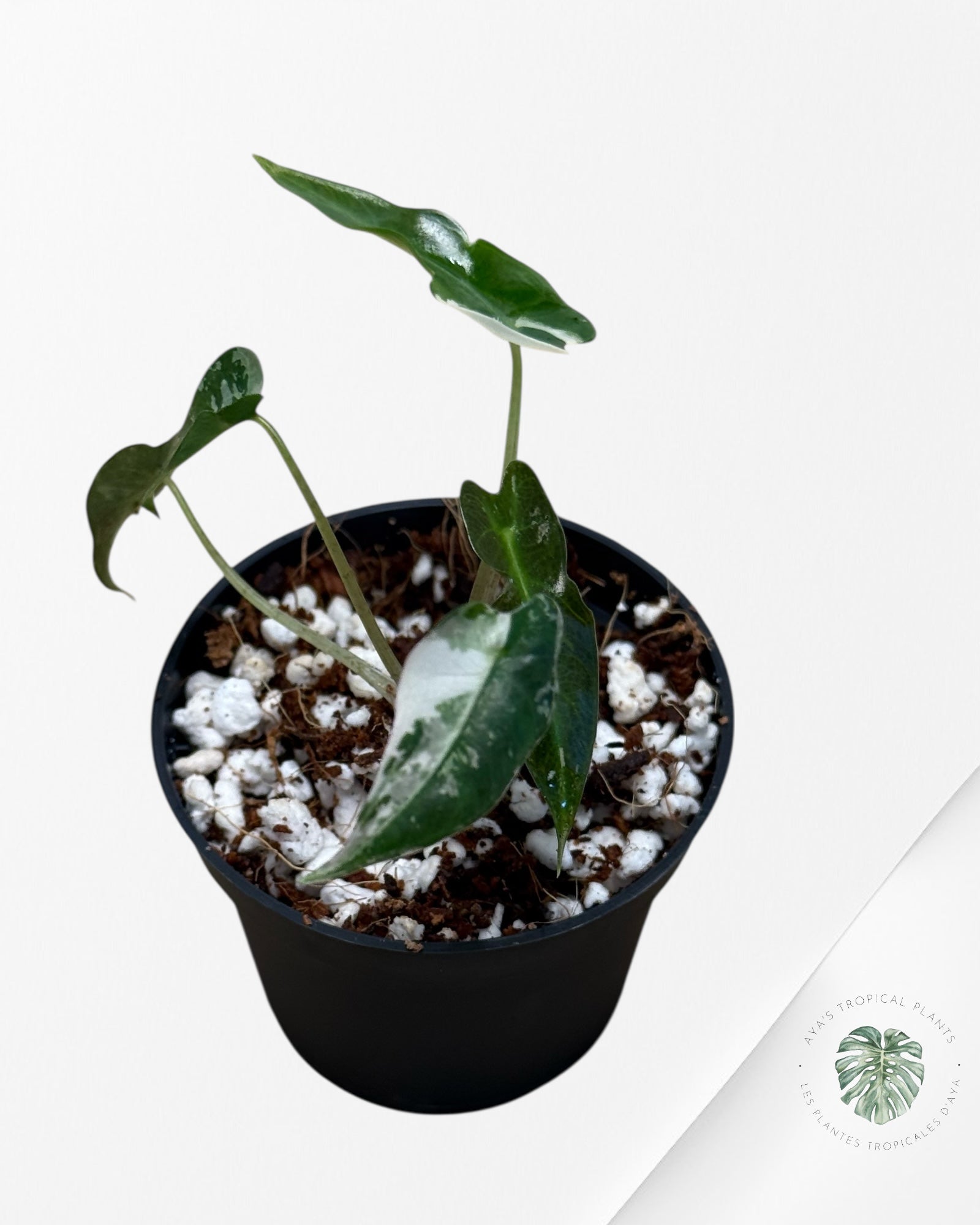 Alocasia Bambino Variegated (pink) - 320