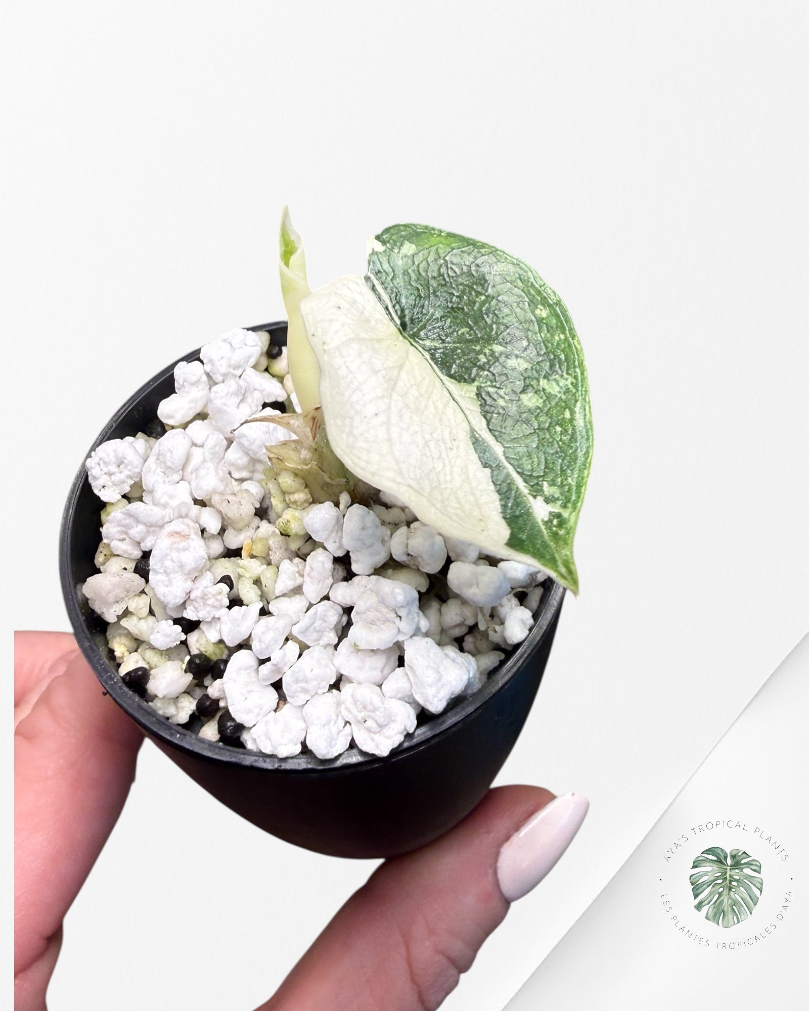 Alocasia Melo Albo Variegated