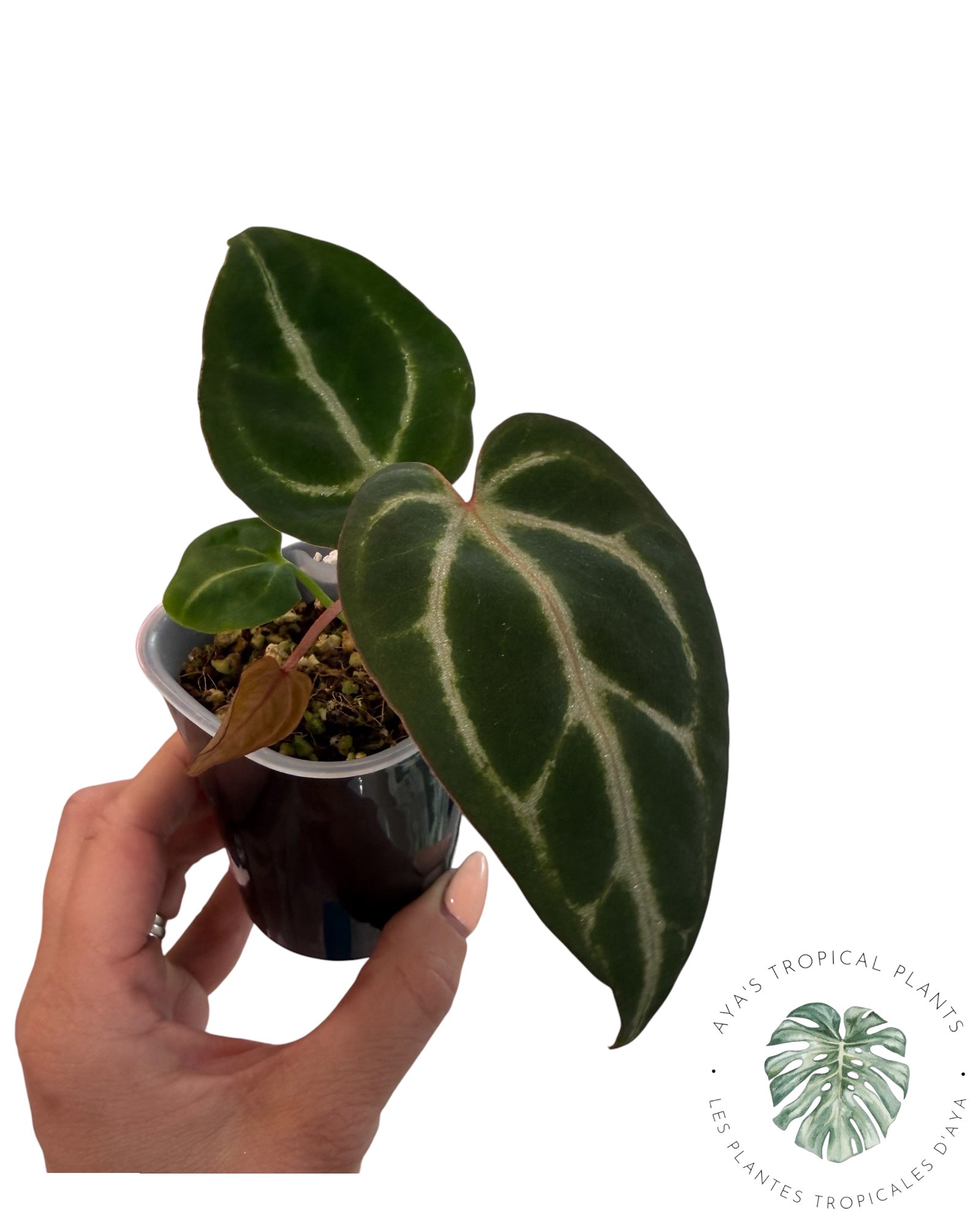 Anthurium Red Crystallinum x Dorayaki