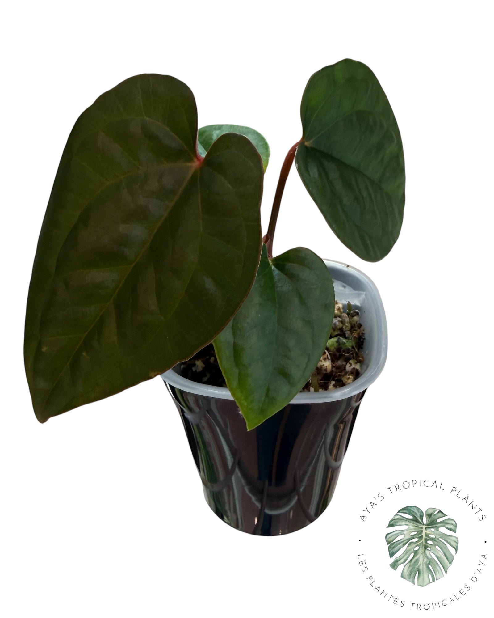 Anthurium Ace of Spades x Luxurians