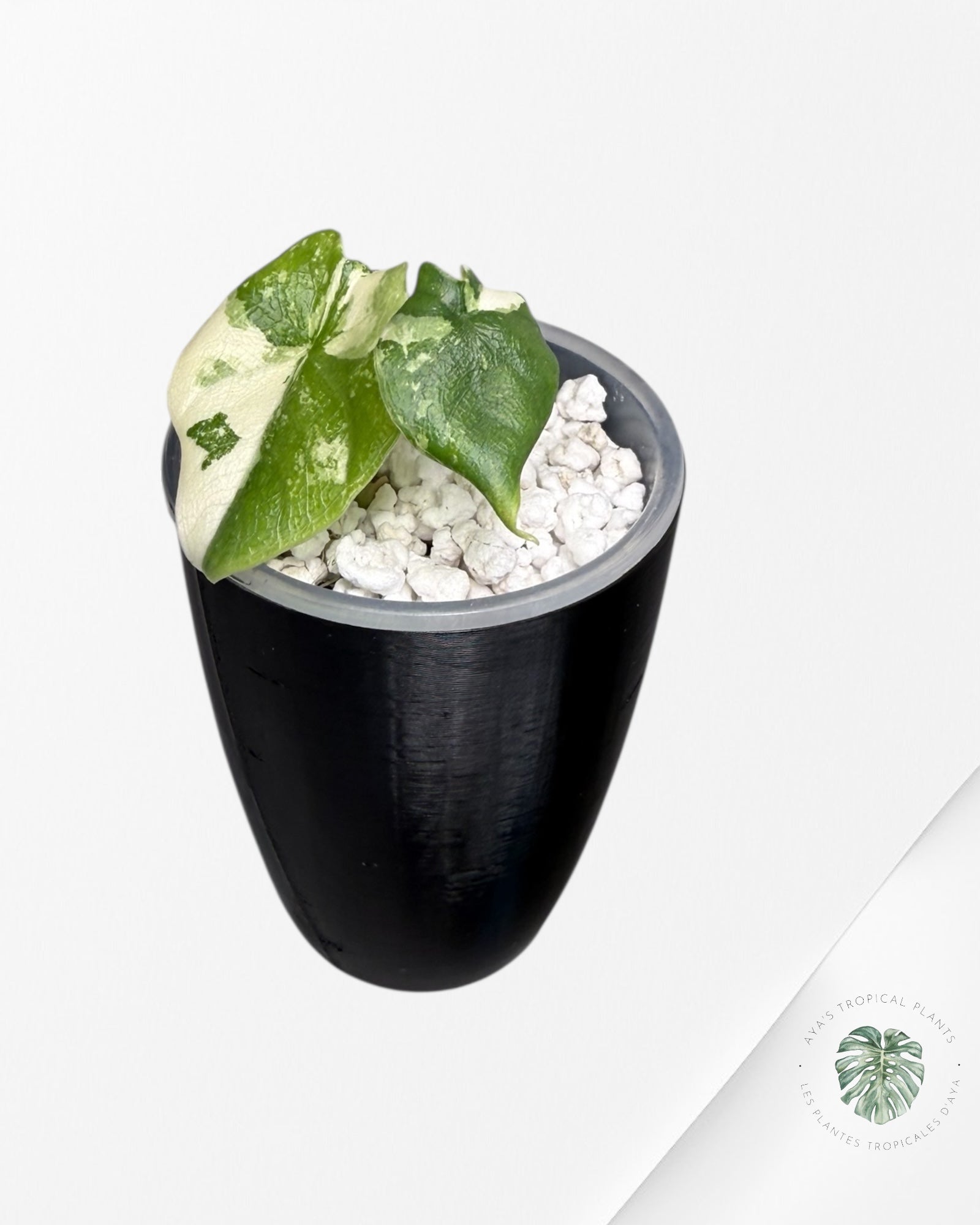 Alocasia Melo Albo Variegated