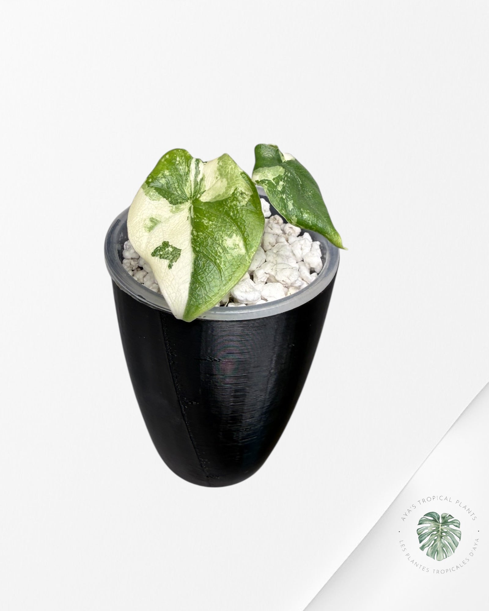 Alocasia Melo Albo Variegated