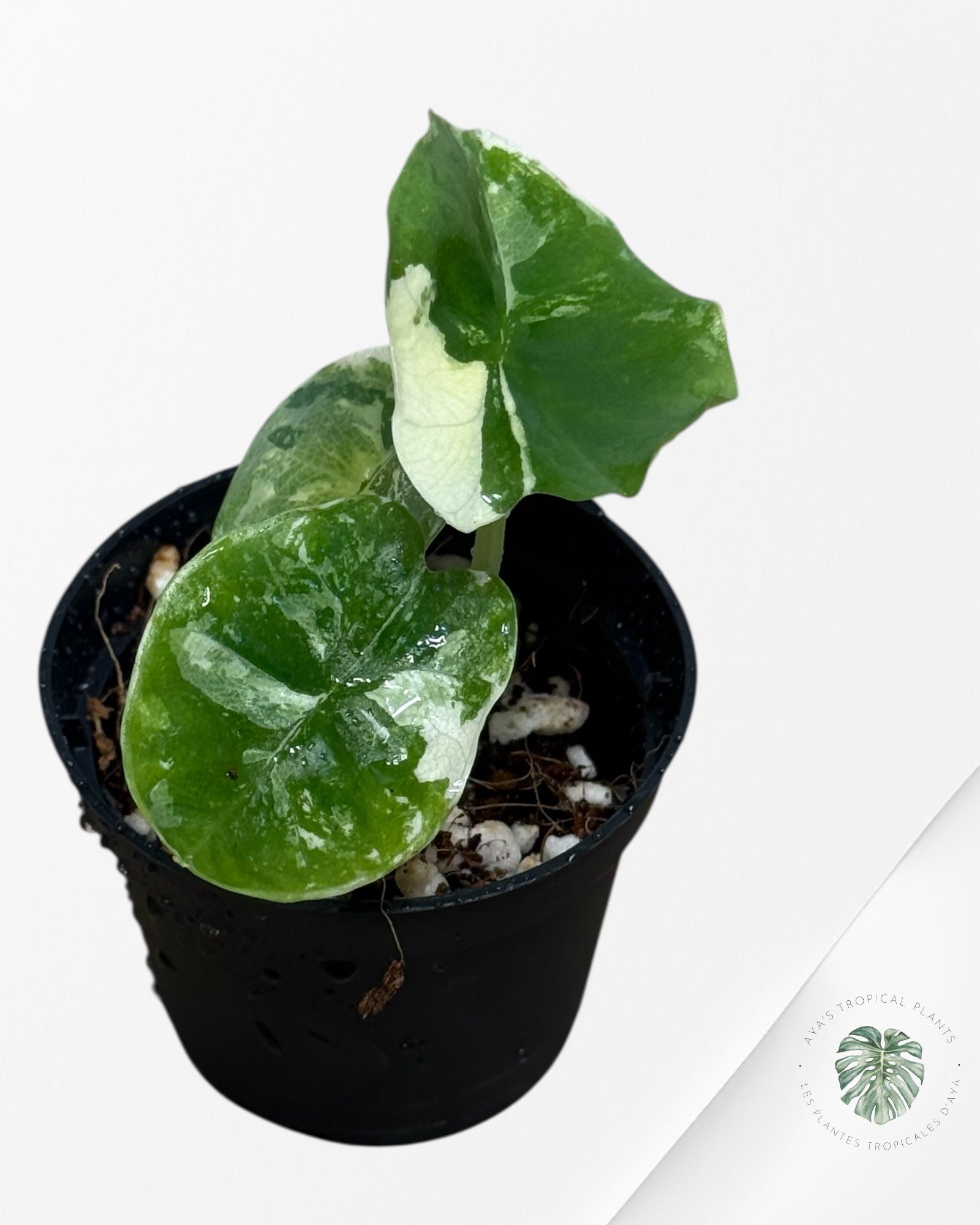 Alocasia Platinum Albo Variegated - AP30