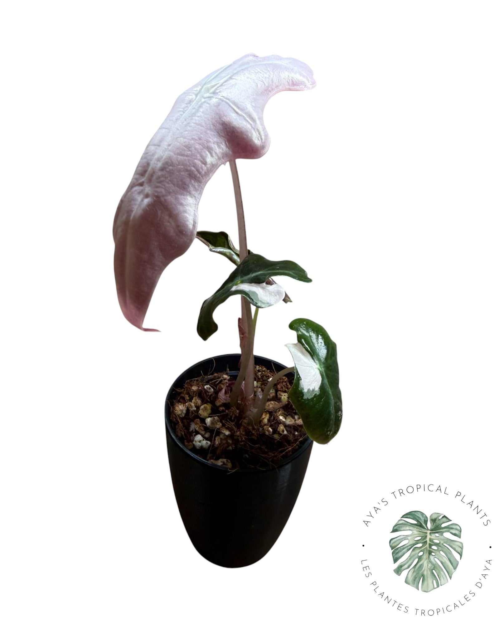 Alocasia Nobilis Pink Variegated