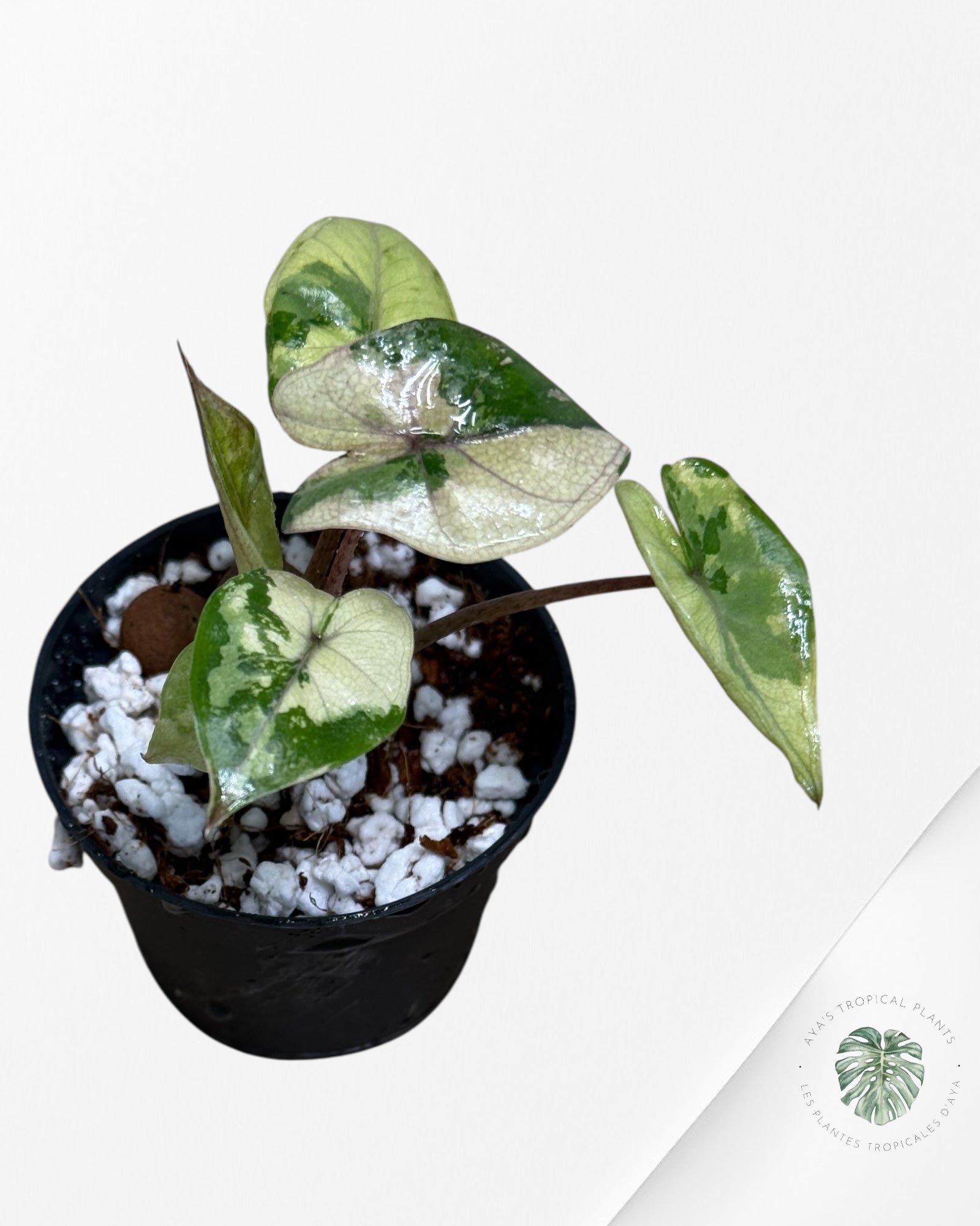 Alocasia Yucatan Princess Variegated- TC3