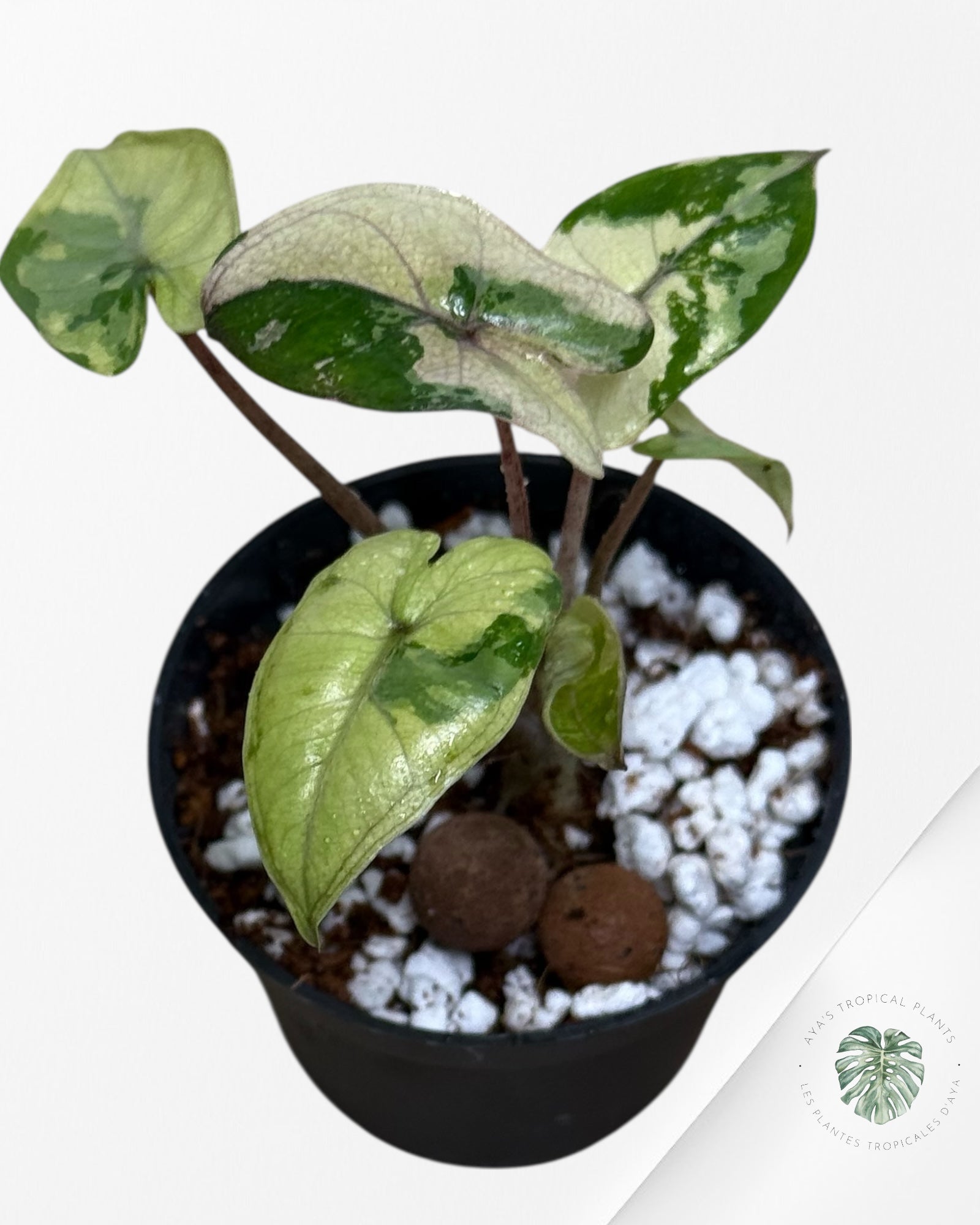 Alocasia Yucatan Princess Variegated- TC3