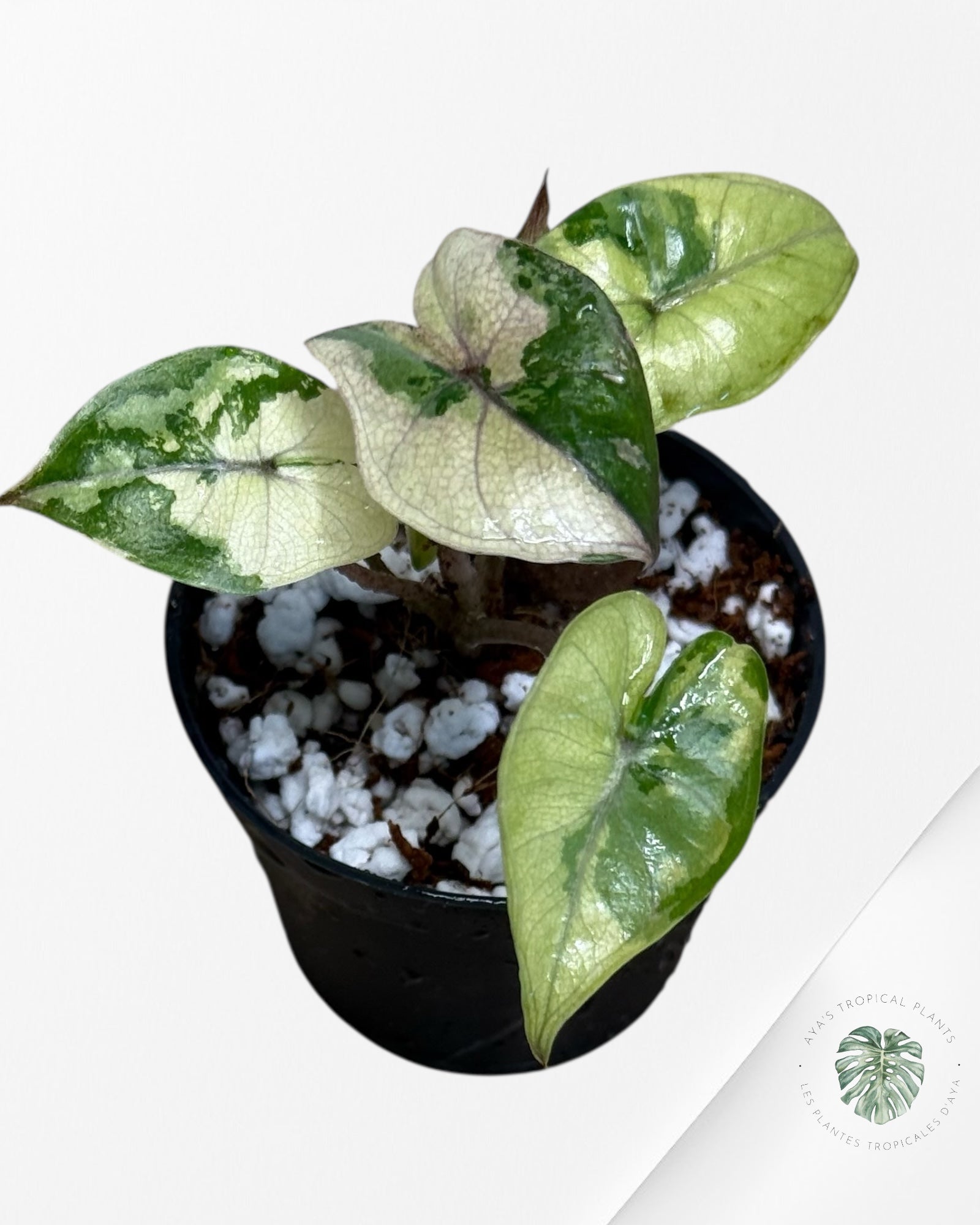 Alocasia Yucatan Princess Variegated- TC3