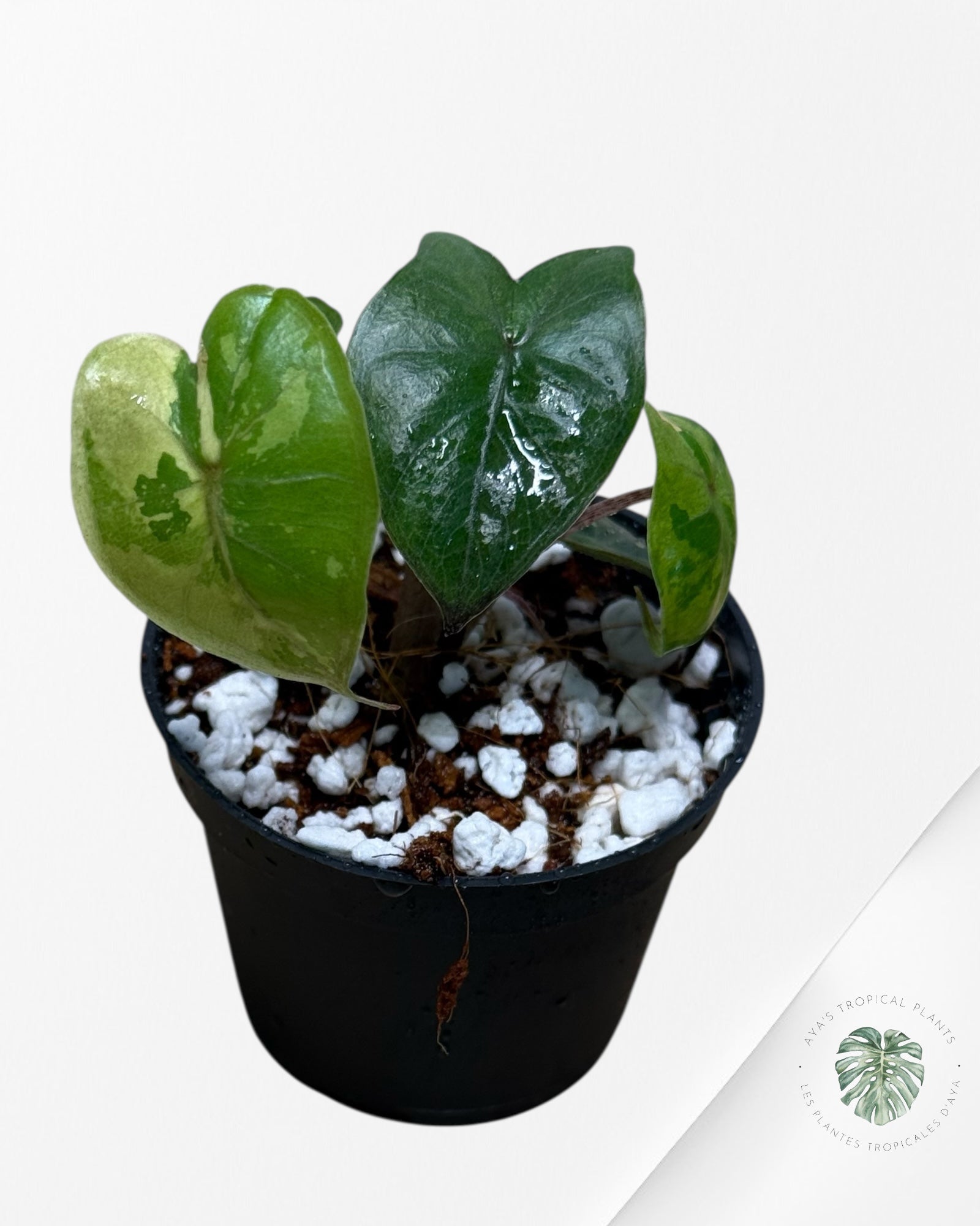Alocasia Yucatan Princess Variegated- TC4