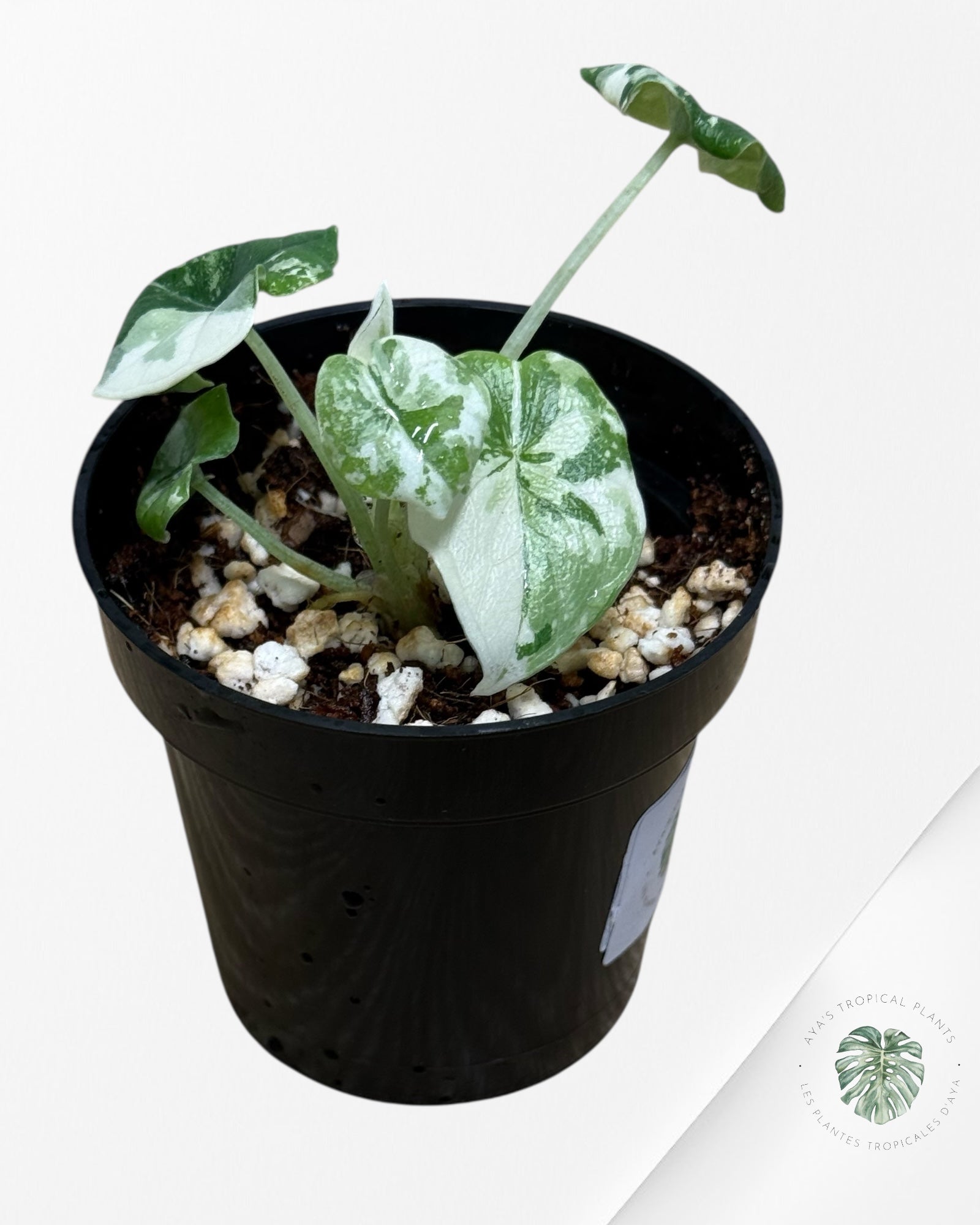 Alocasia Melo Variegated (Albo) - TC09