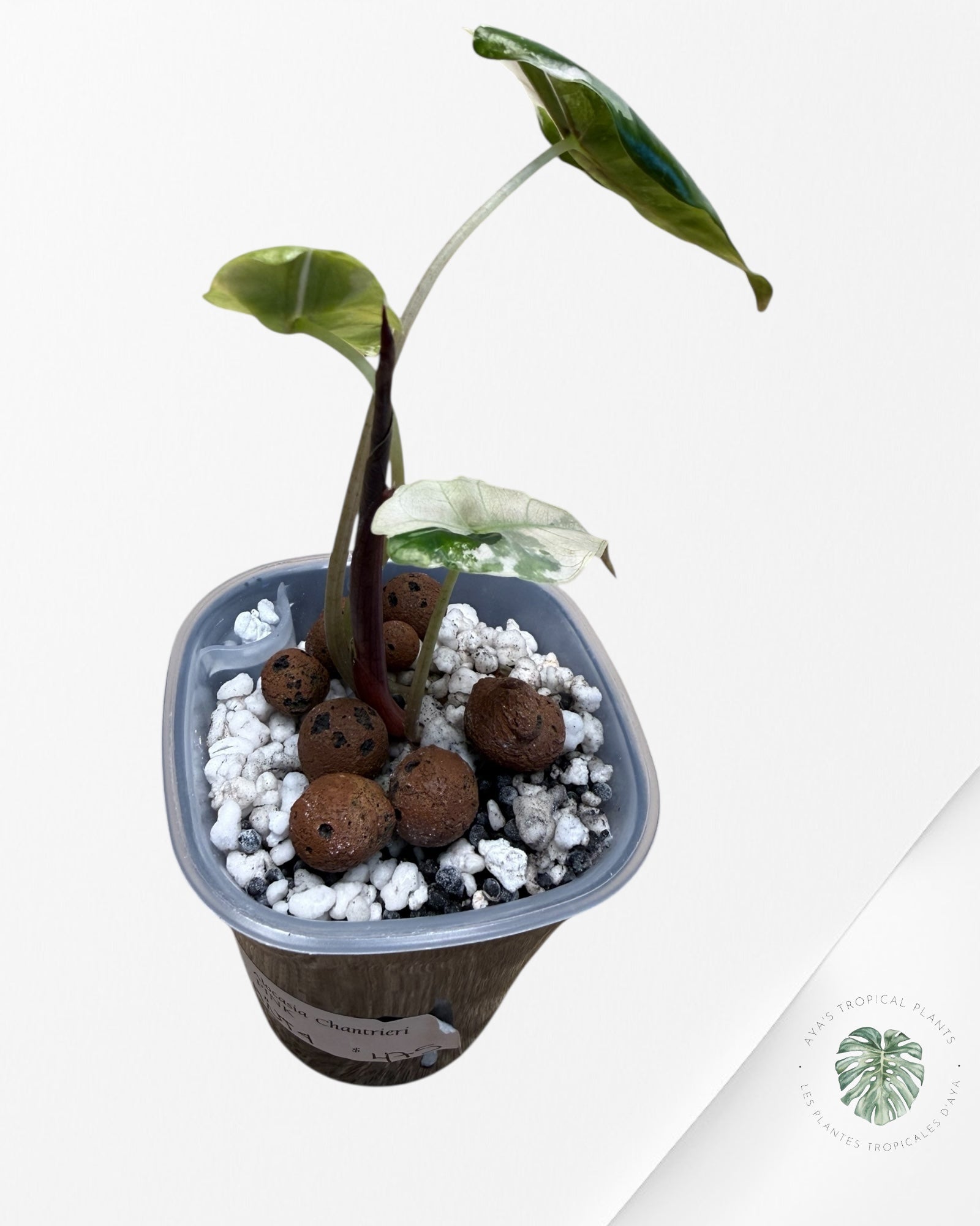 Alocasia Chantrieri Pink Variegated