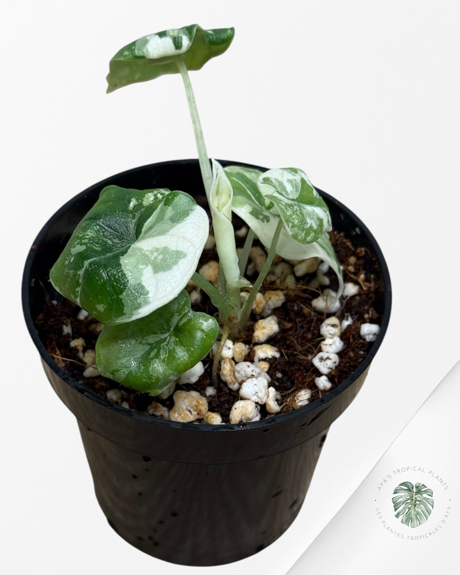 Alocasia Melo Variegated (Albo) - TC09