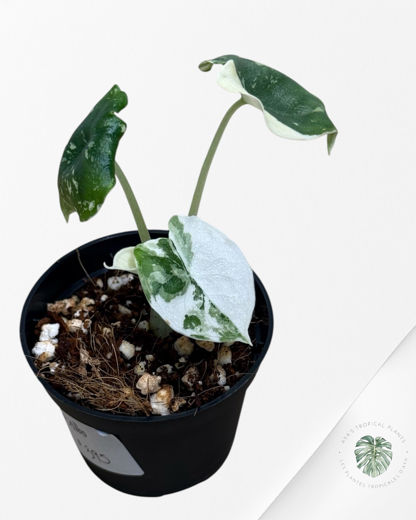 Alocasia Melo panaché (Albo) - TC02