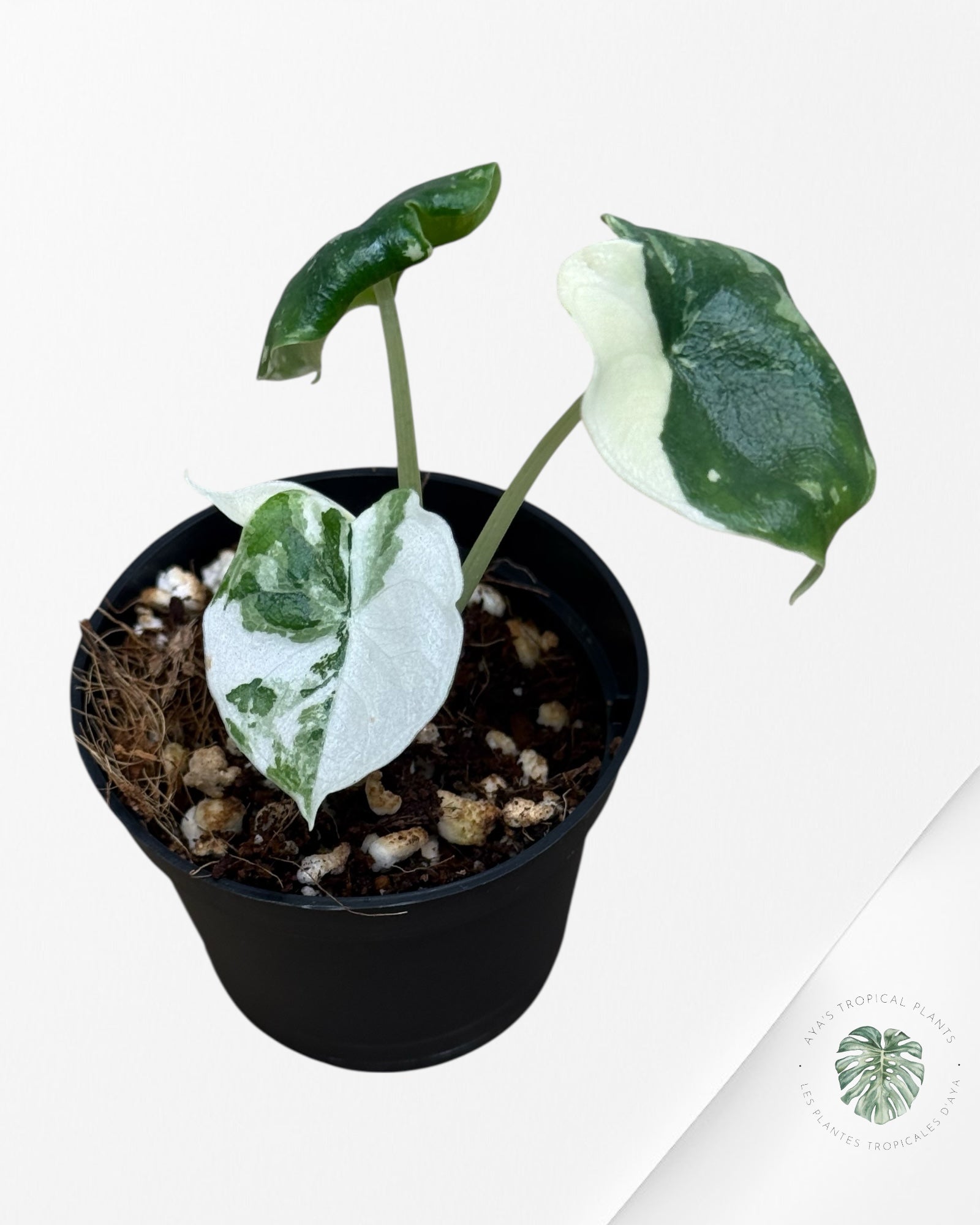 Alocasia Melo panaché (Albo) - TC02