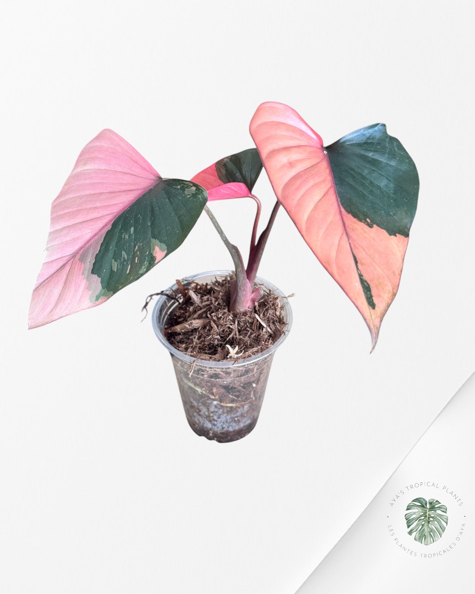 Homalomena Pink Diamond - HPD07