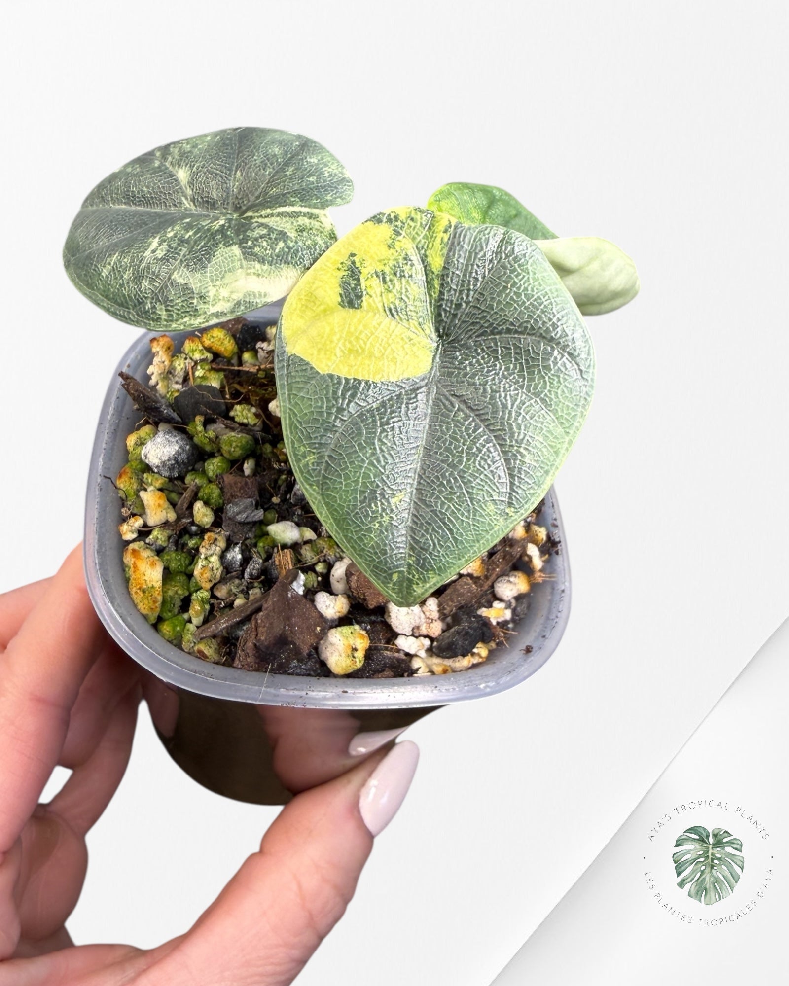 Alocasia Melo Aurea Variegated