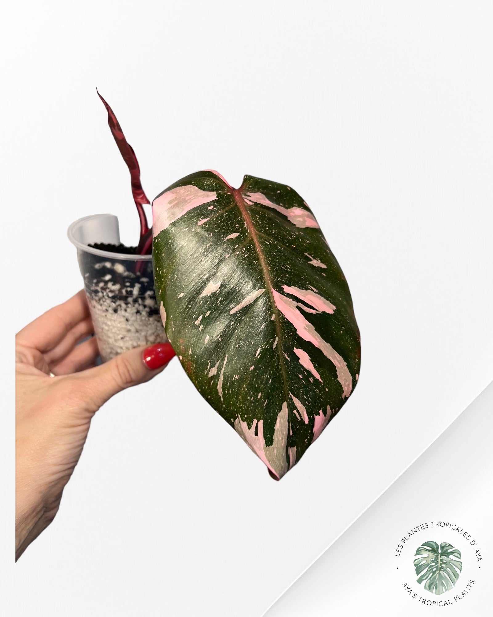 Philodendron Pink Princess Marble King-PO0724