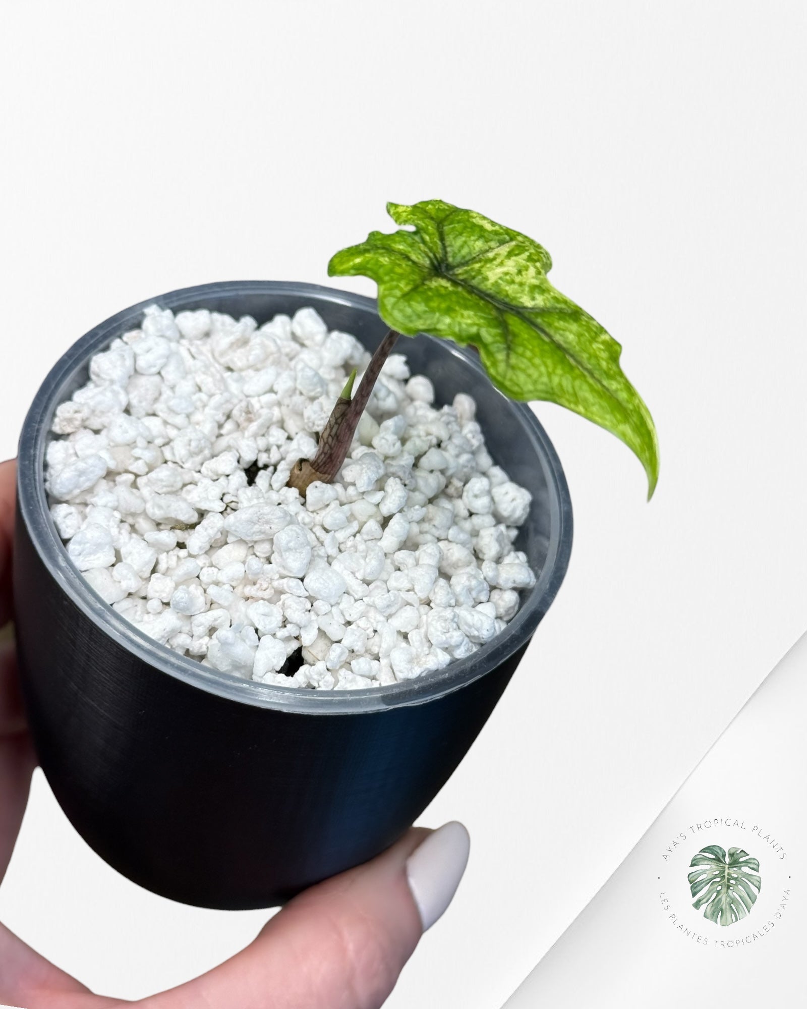 Alocasia Jacklyn Mystic Variegated