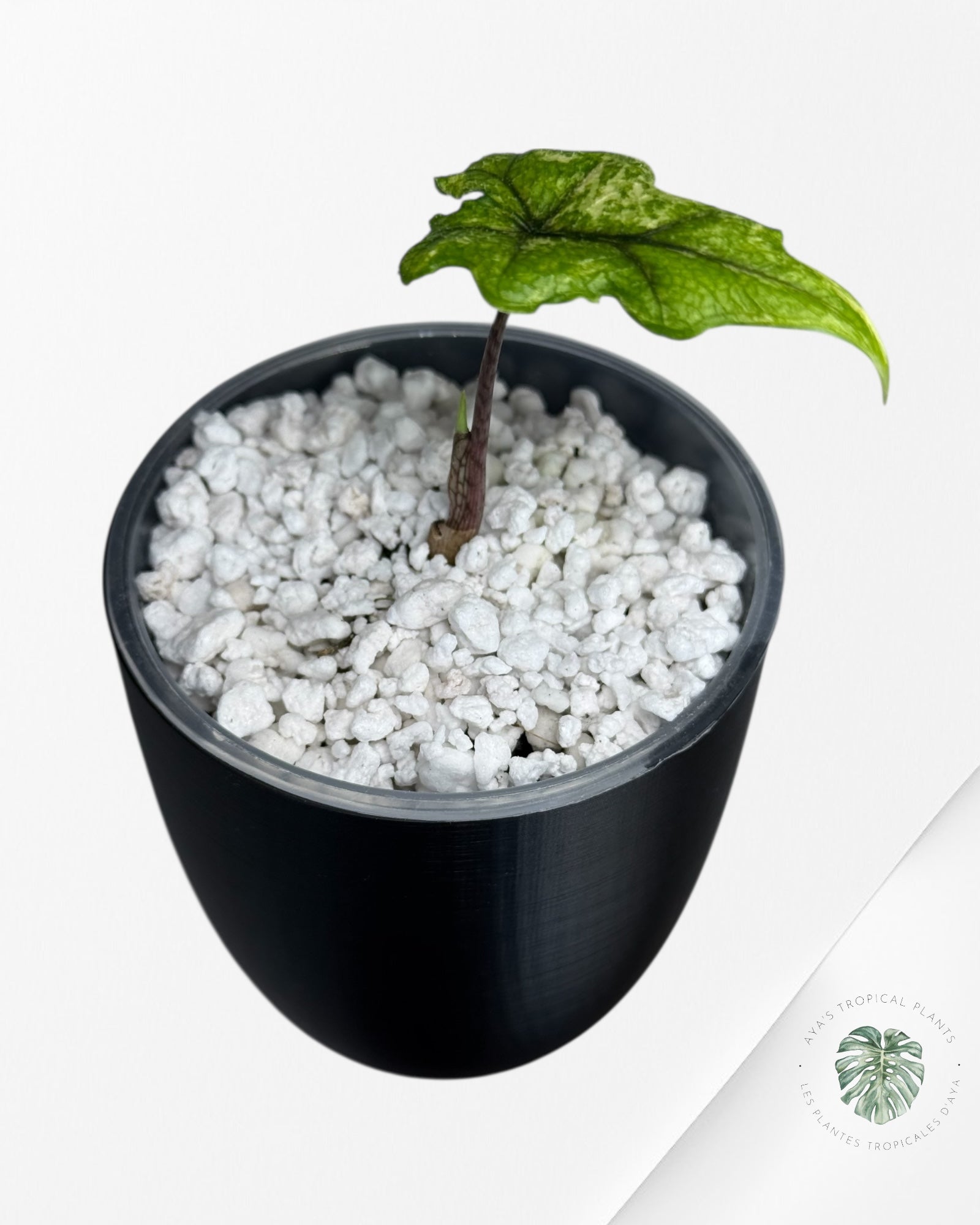 Alocasia Jacklyn Mystic Variegated