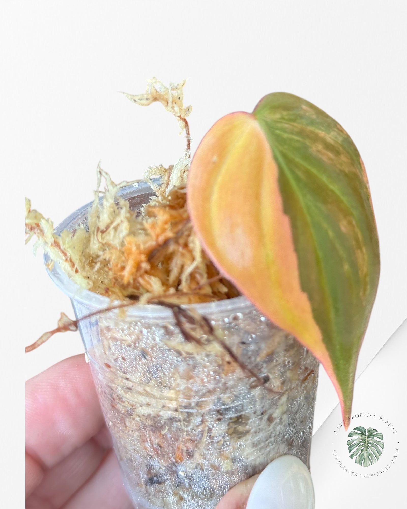 Philodendron Micans Variegated-PM3