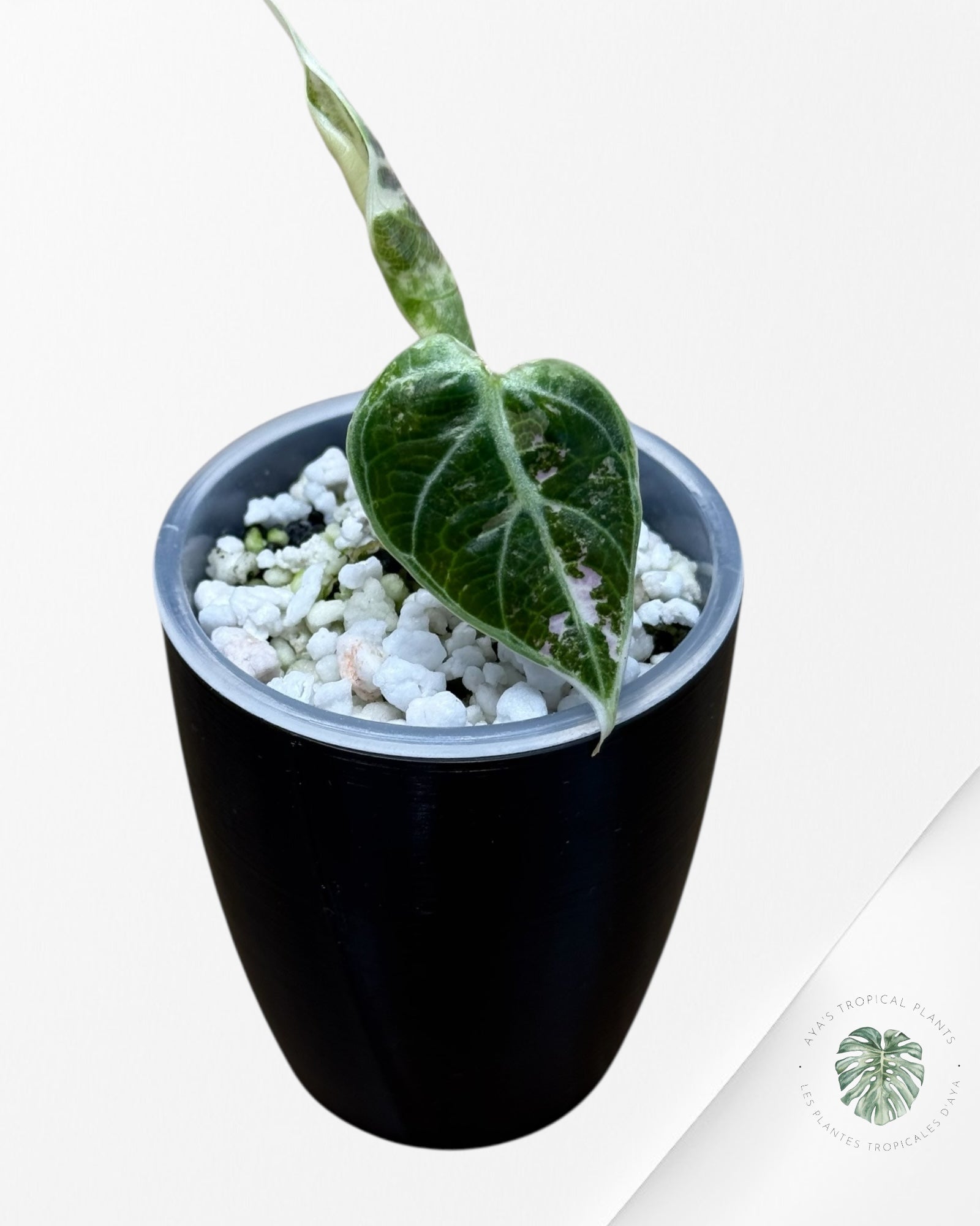 Alocasia Watsoniana Doff. Pink Variegated