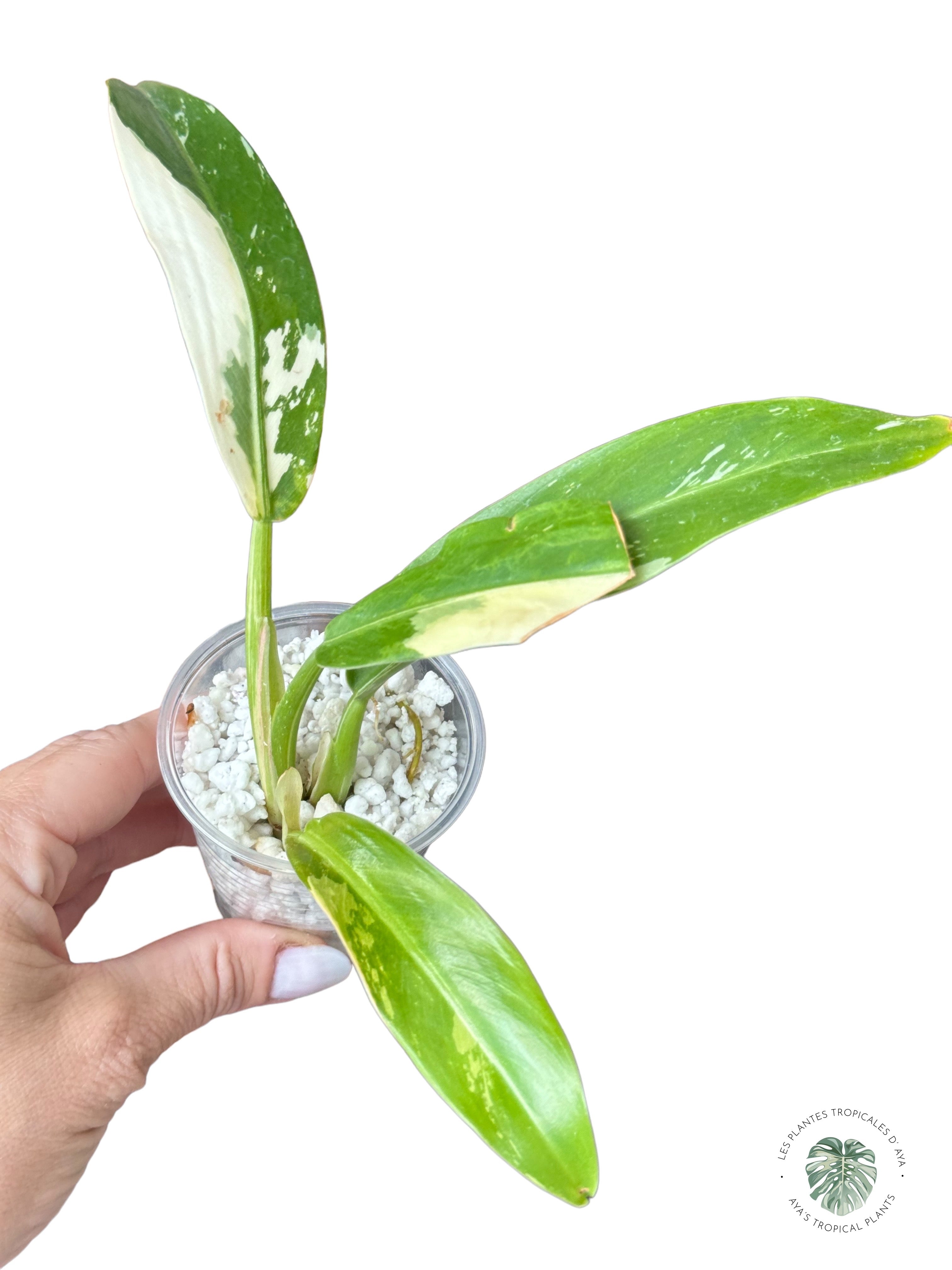 Philodendron Wend Imbe panaché