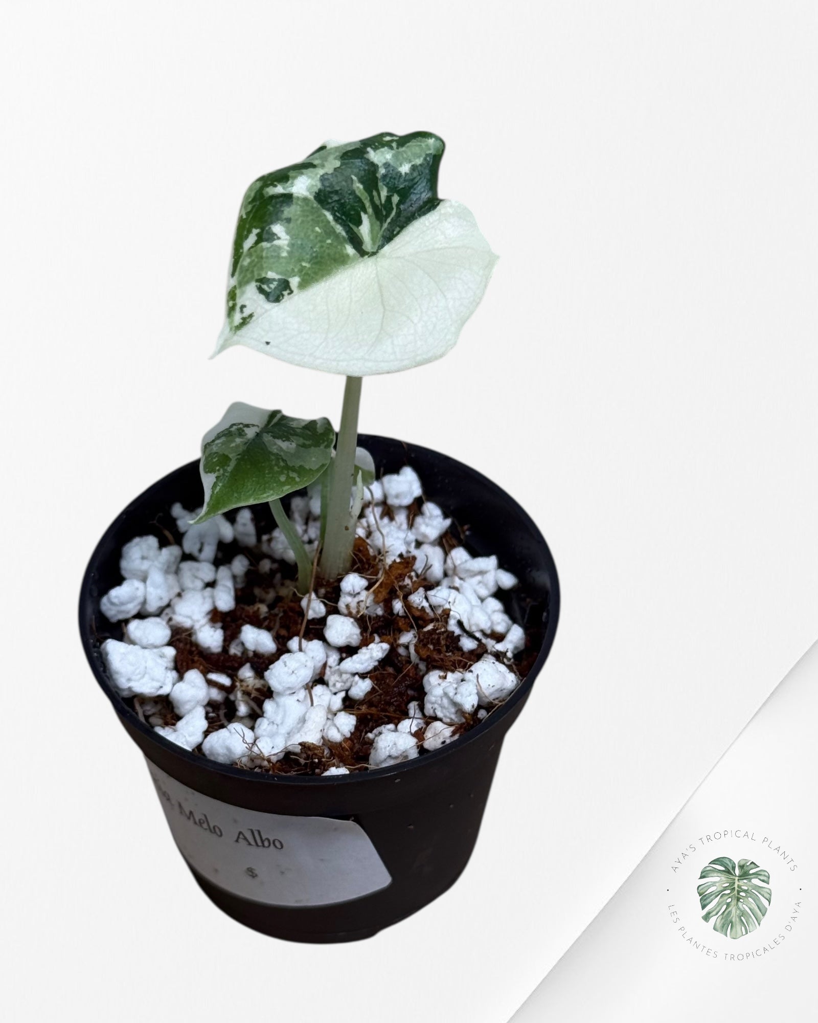 アロカシア メロ アルボ 斑入り Alocasia Melo Albo var アロカシア メロ アルボ 斑入り Alocasia Melo Albo var