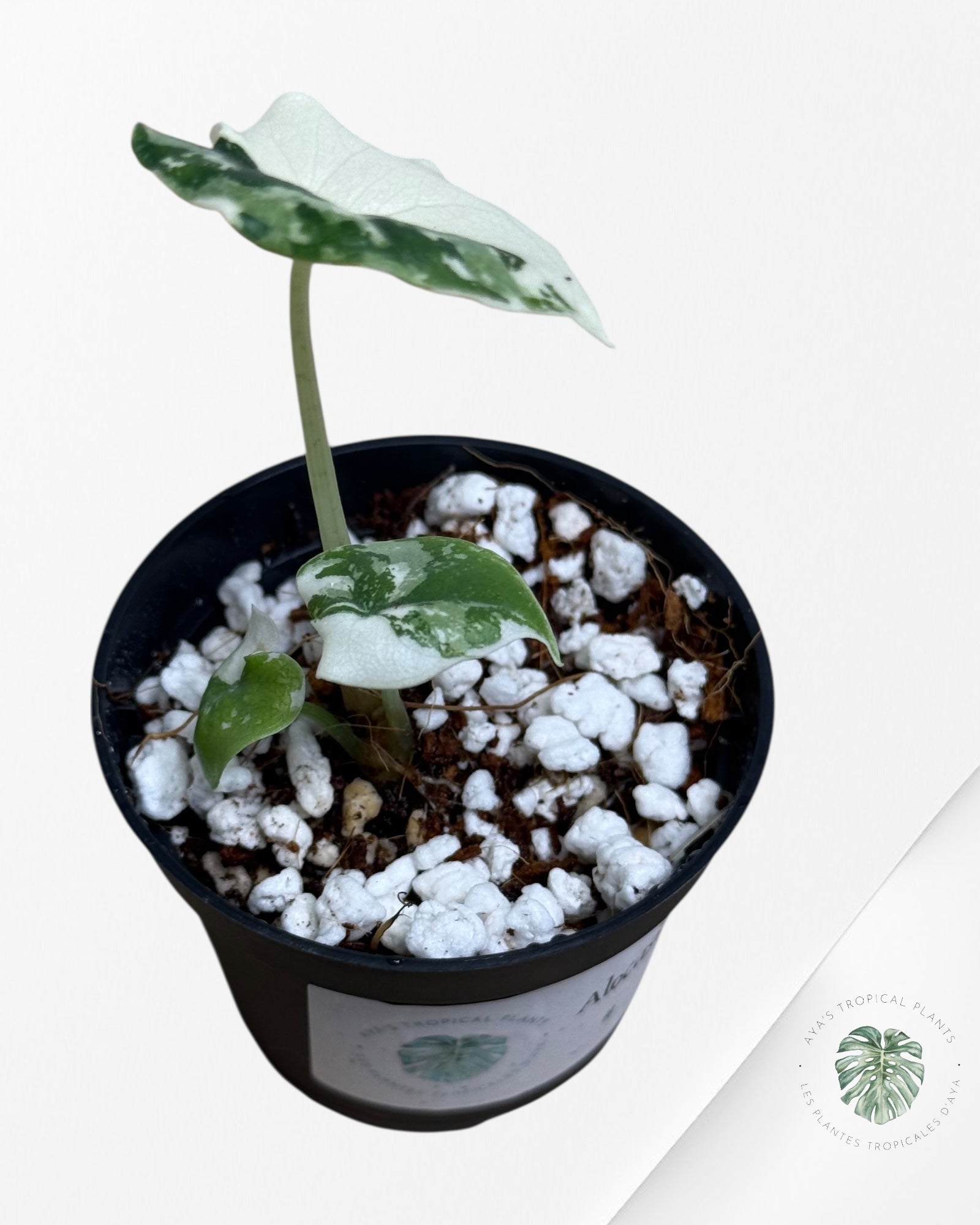 Alocasia Melo Variegated (Albo) - MEL1
