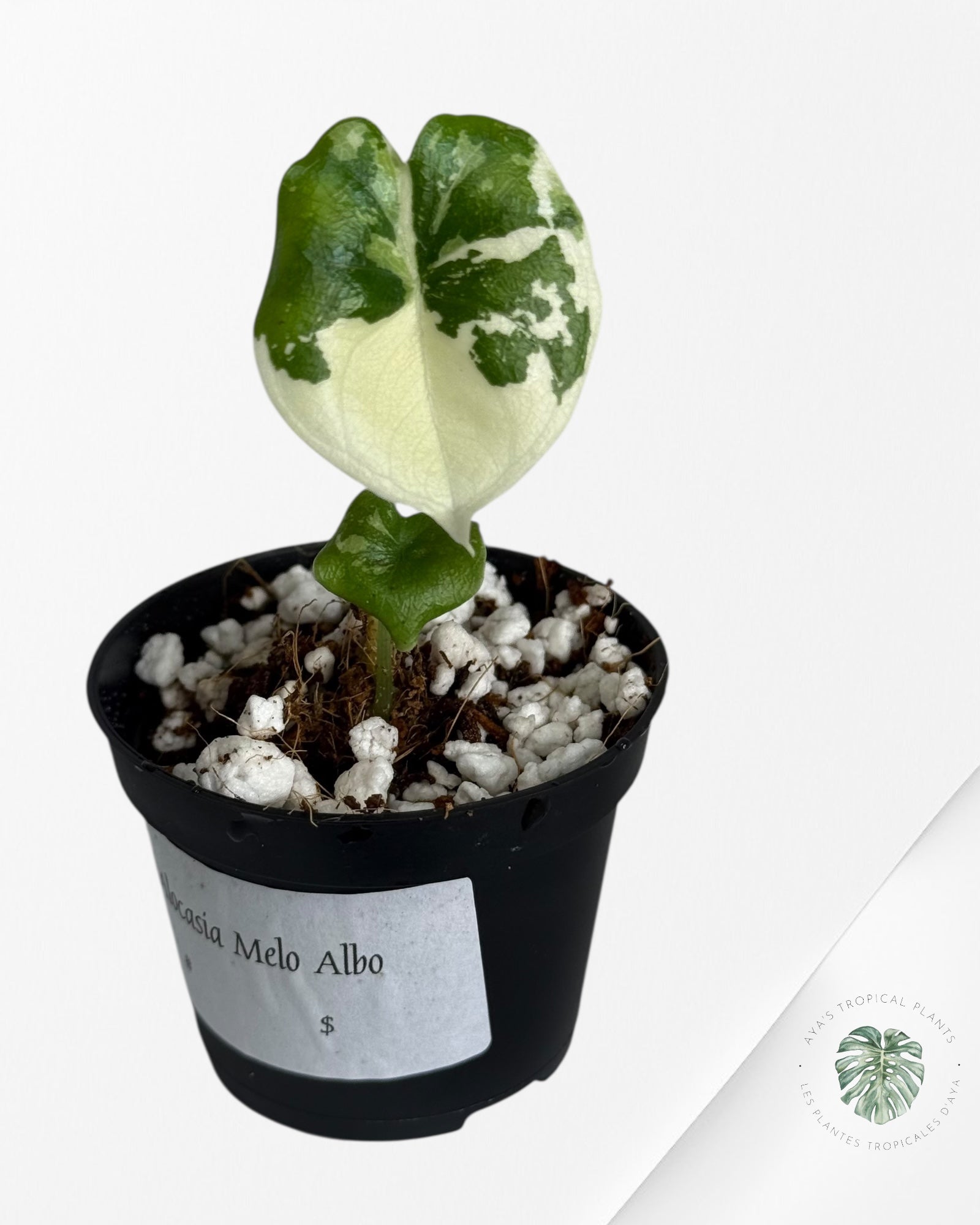 Alocasia Melo Variegated (Albo) - MEL2