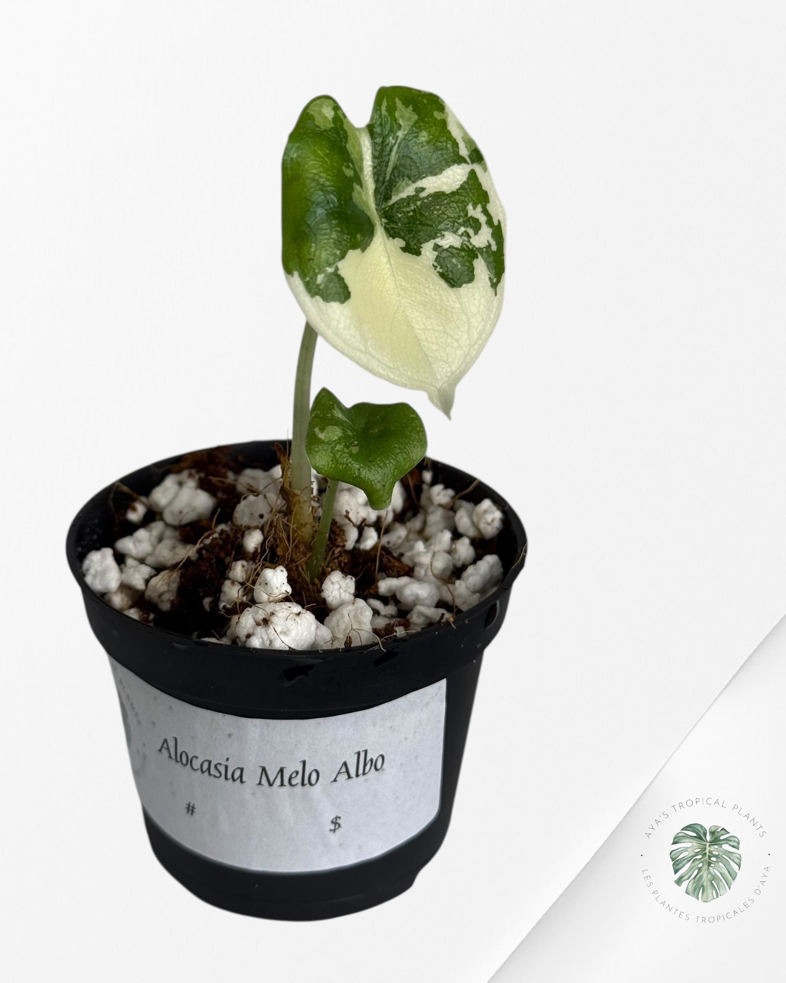 Alocasia Melo Variegated (Albo) - MEL2