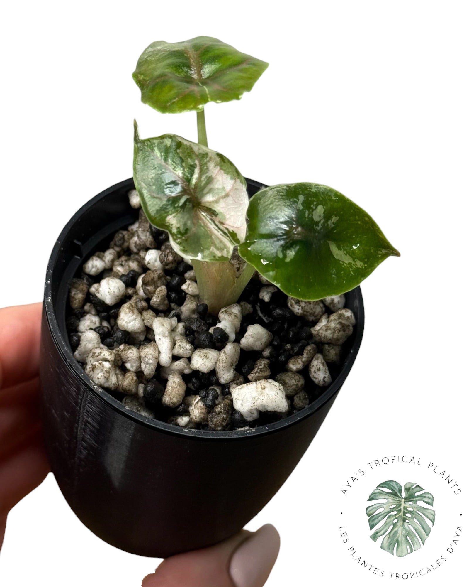 Alocasia Azlanii Pink Variegated