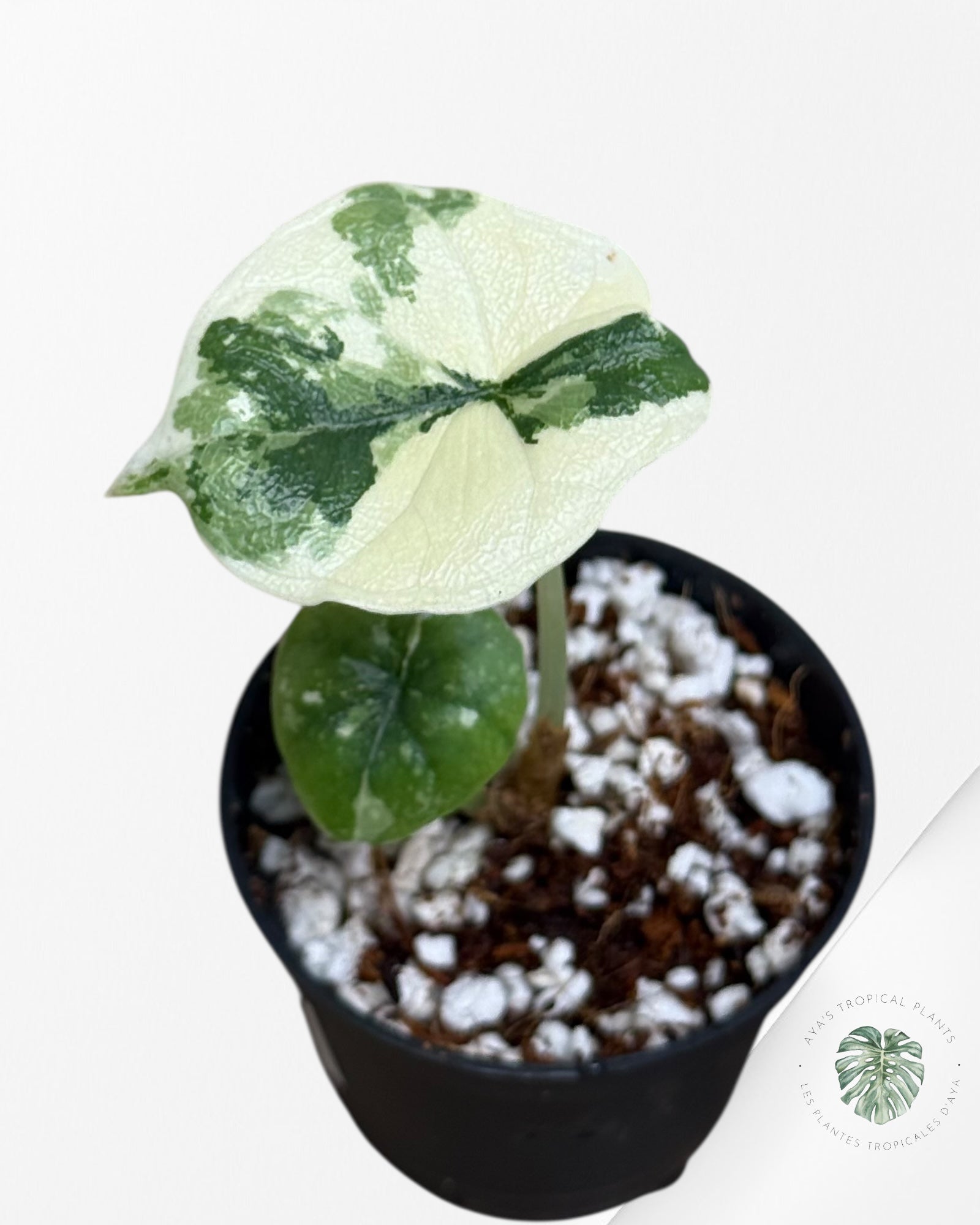 Alocasia Melo Variegated (Albo) - MEL3