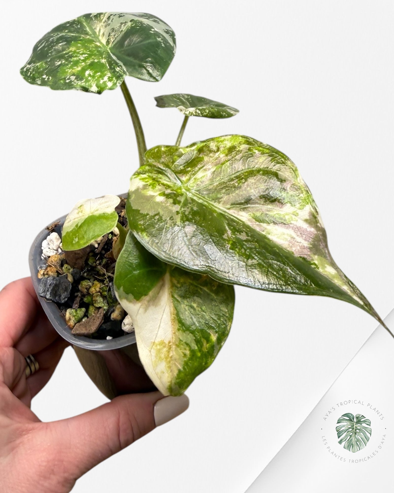 Alocasia Wentii Albo Pink Variegated