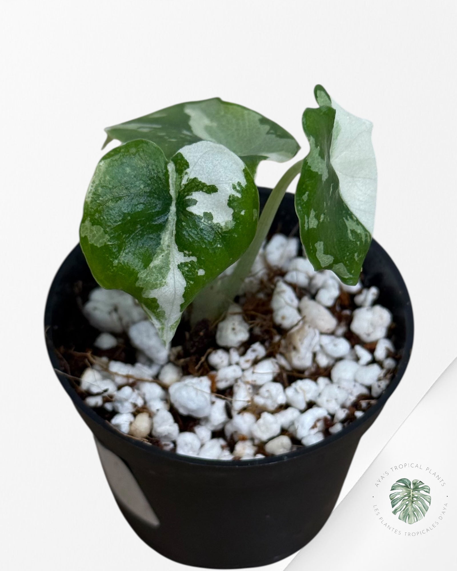Alocasia Melo Variegated (Albo) - MEL4