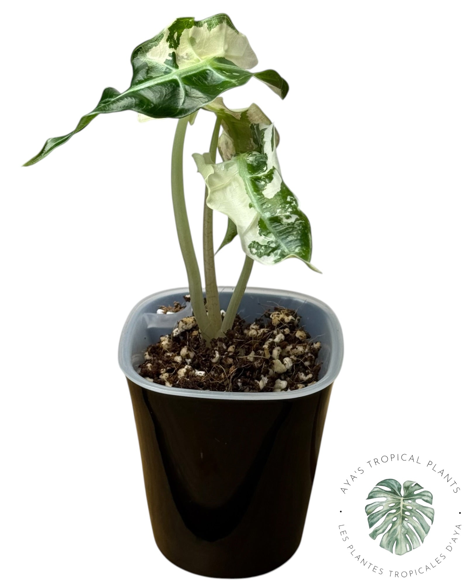 Alocasia Polly Flocon de Neige Rose
