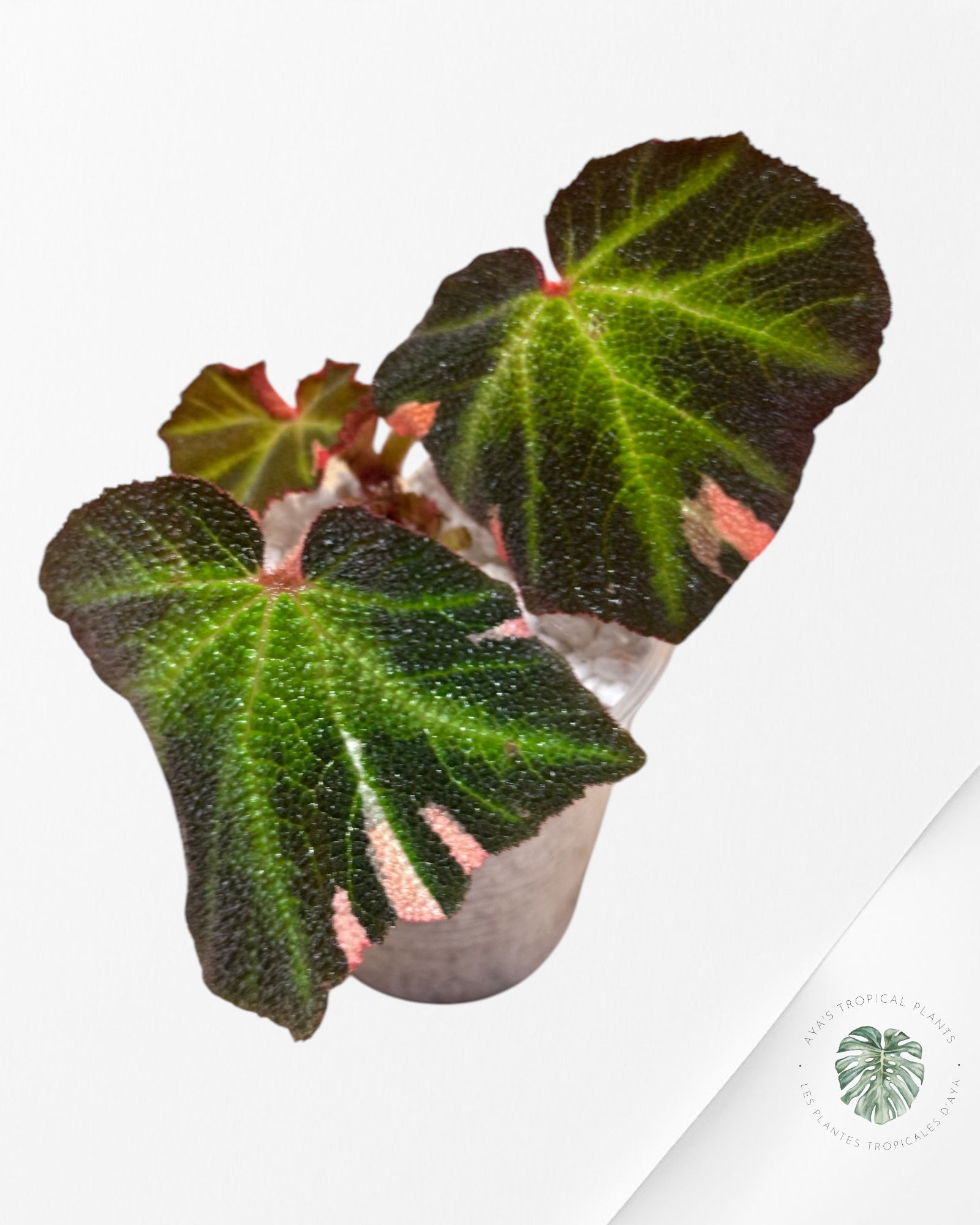 Begonia soli-mutata varigated - BSM1