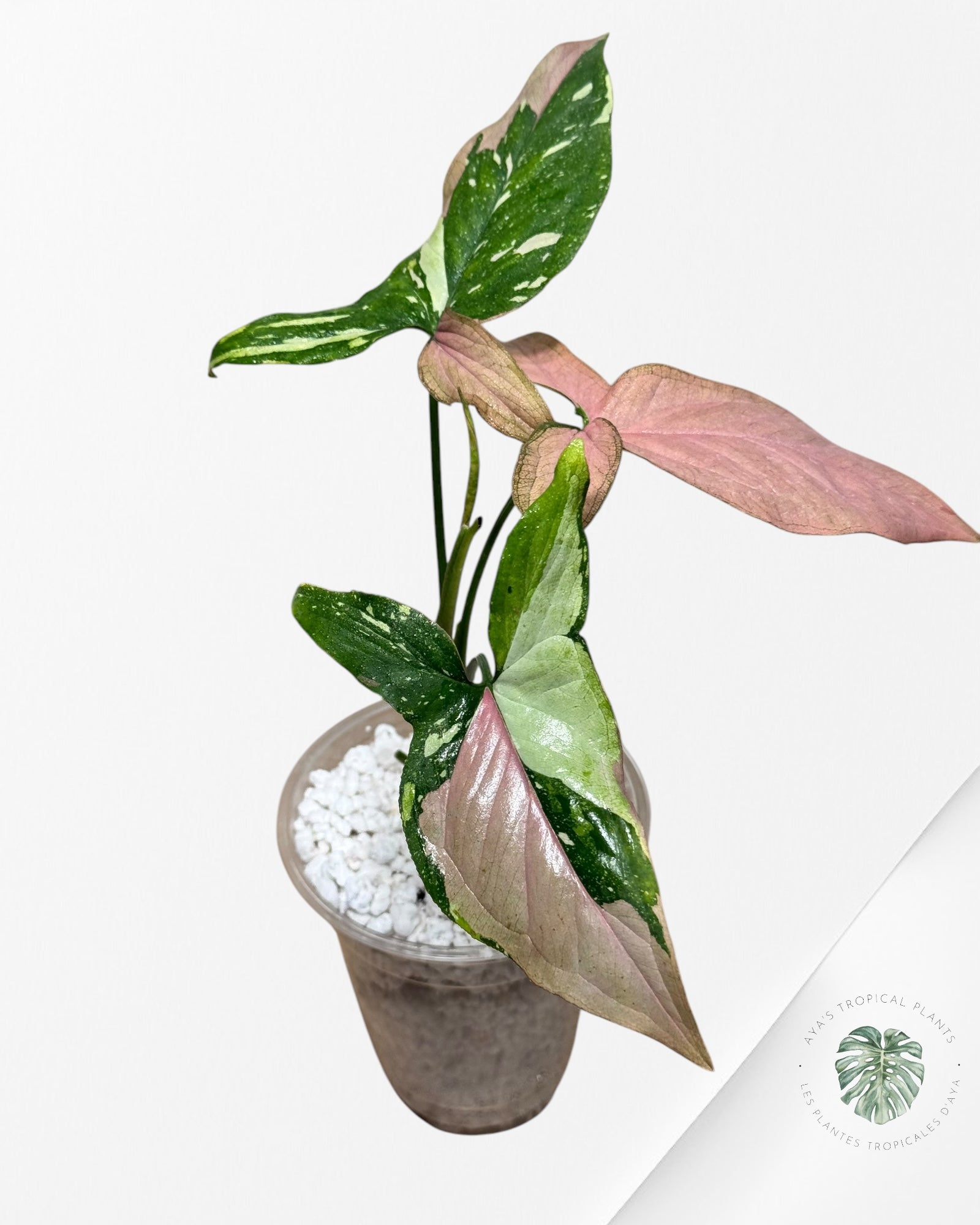 Syngonium Tricolore - ST1