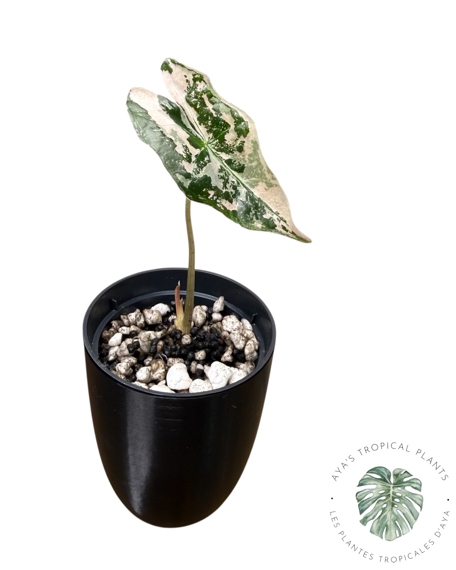 Alocasia Nobilis rose panaché