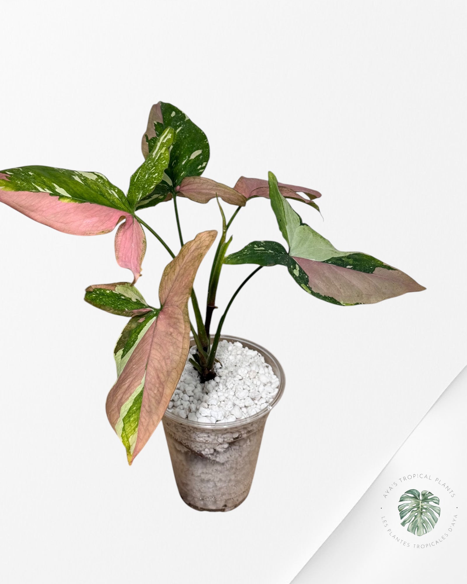 Syngonium Tricolore - ST1