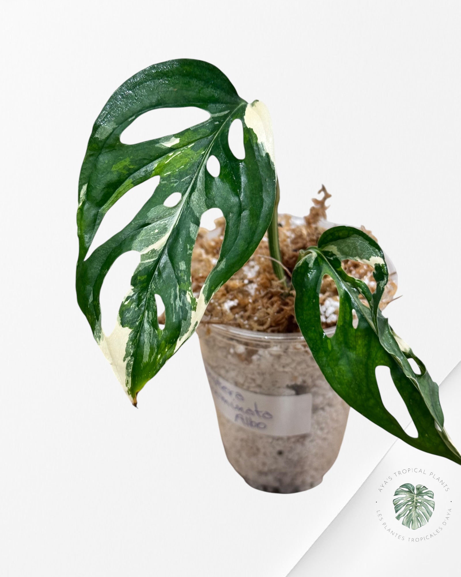 Monstera acuminata Albo - MAA1