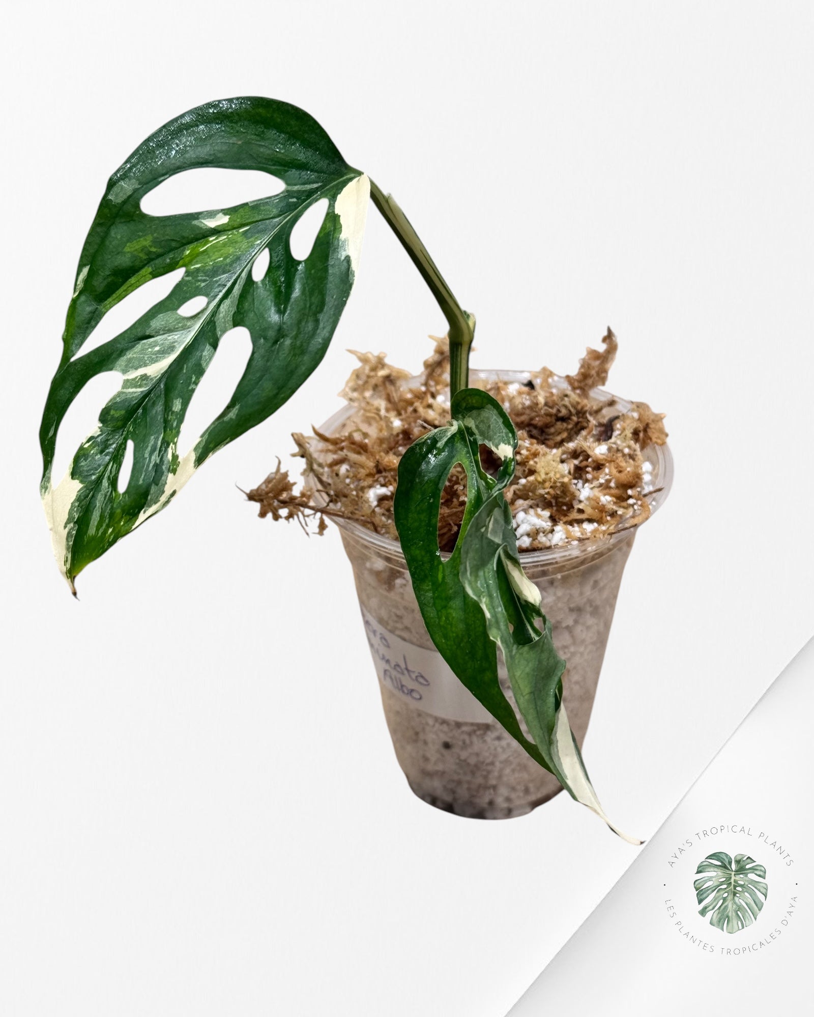 Monstera acuminata Albo - MAA1