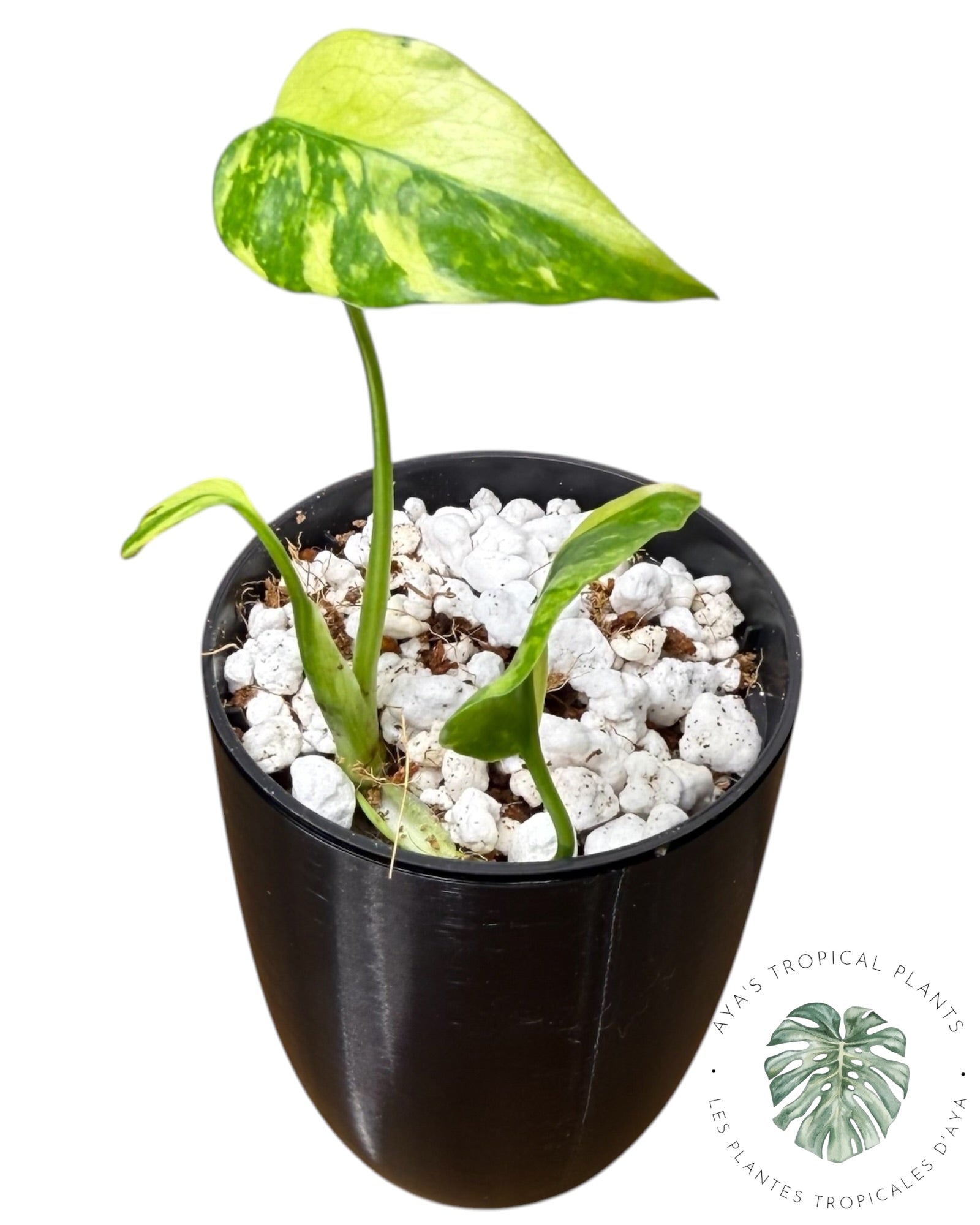 Électrolyte Monstera Deliciosa