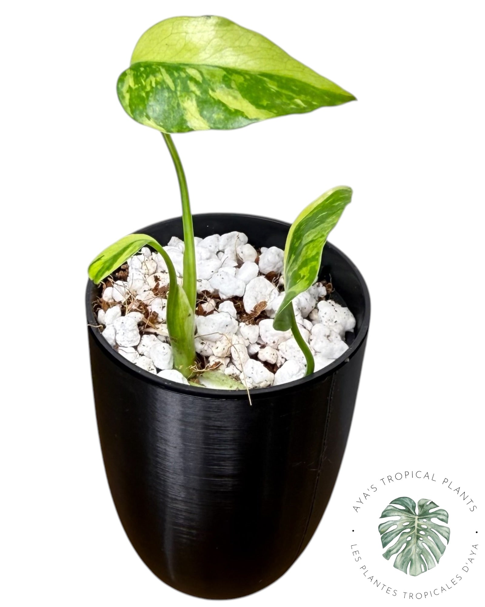 Électrolyte Monstera Deliciosa