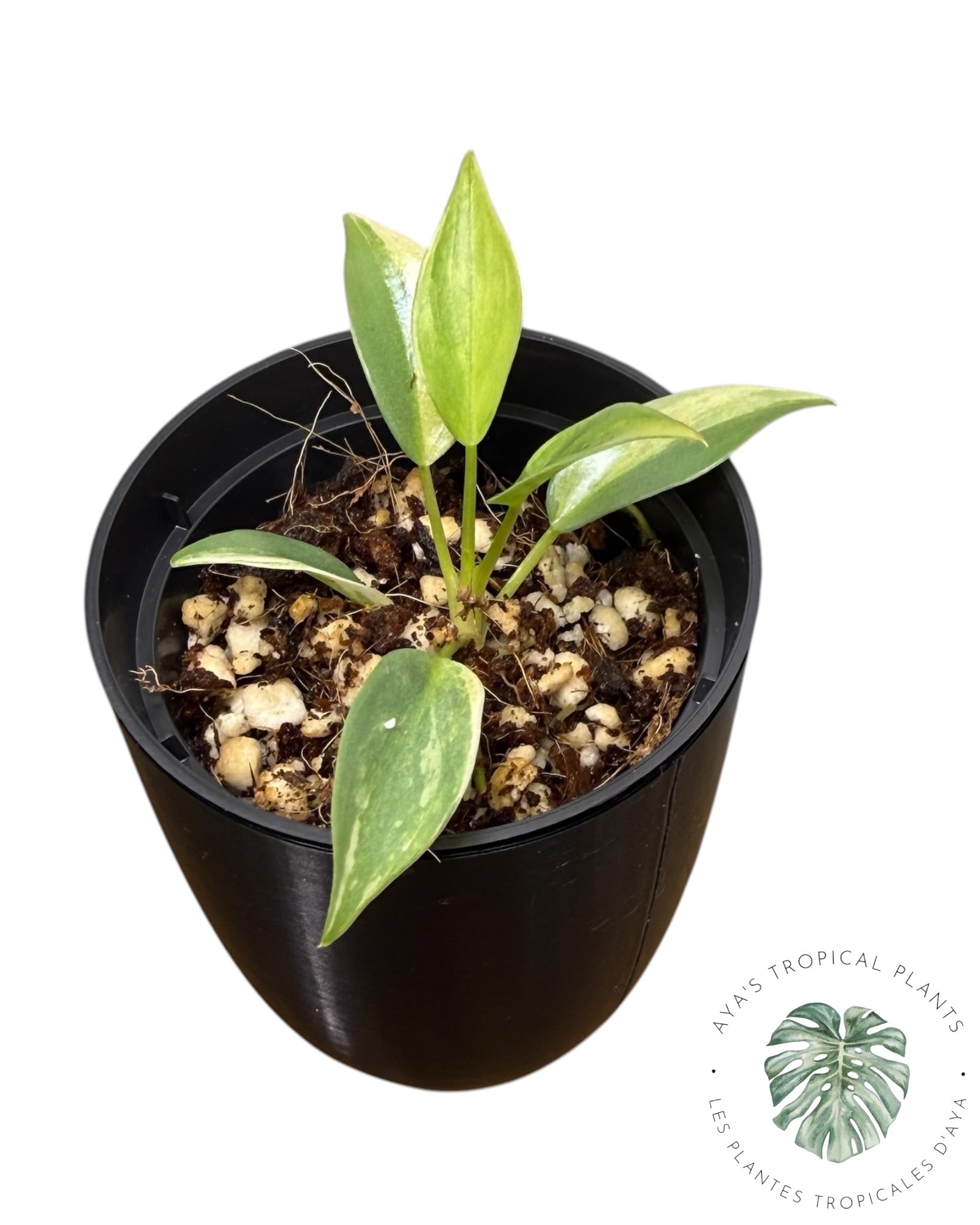Philodendron Atabapoense Pink Variegated