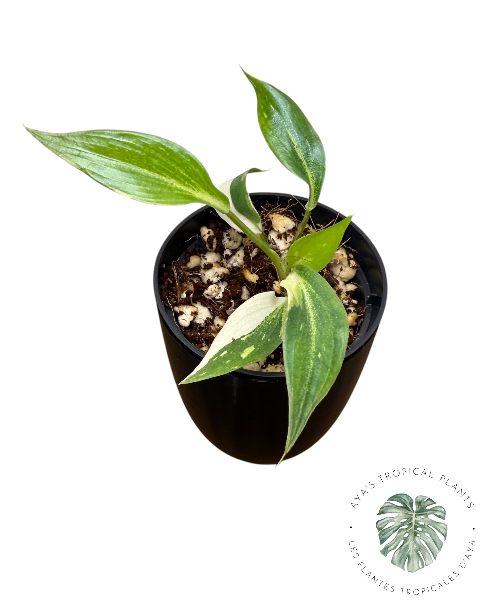 Philodendron Gloriosum Panaché| Plante Tc rare| Les plantes tropicales d'Aya