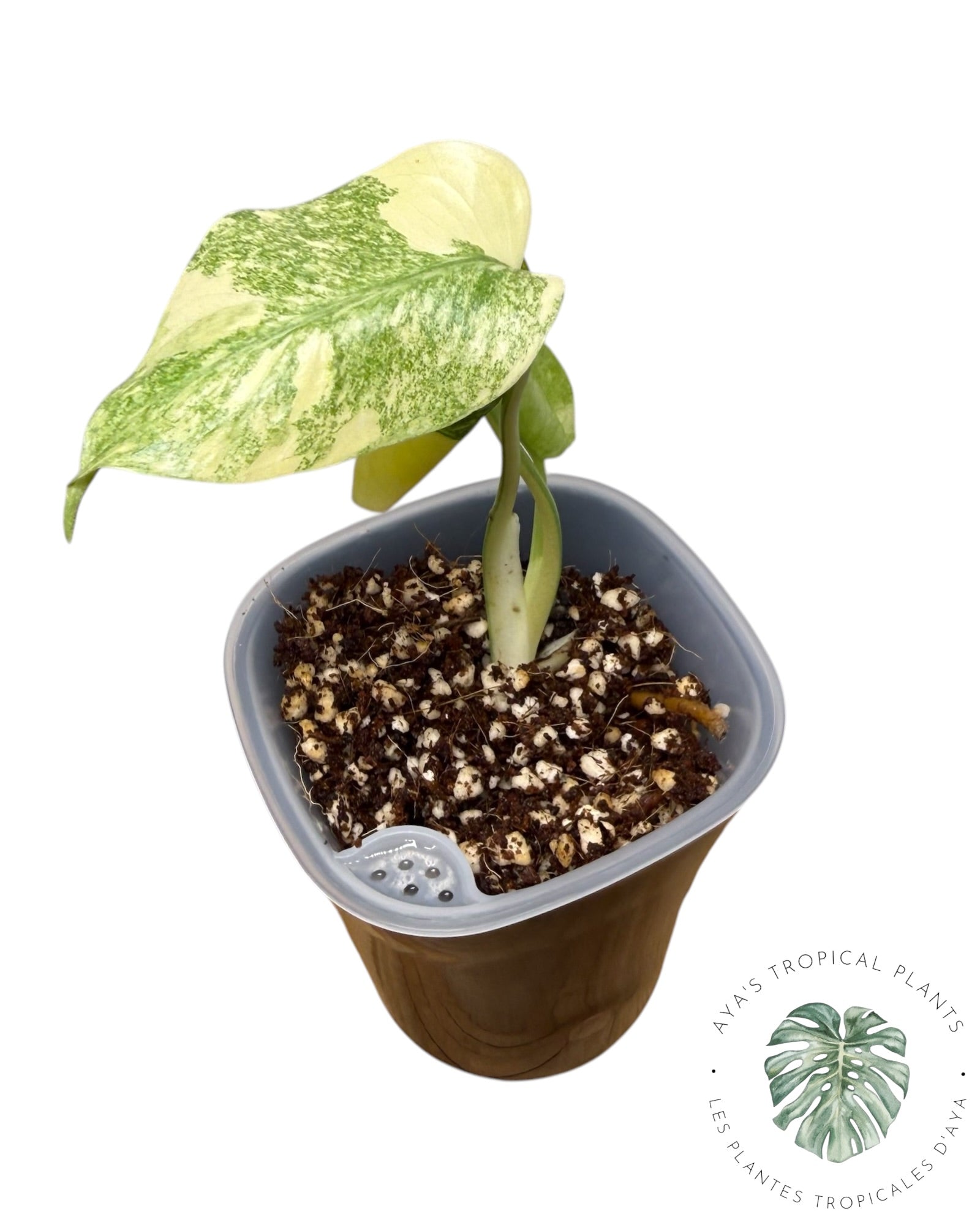 Monstera Deliciosa Legacy