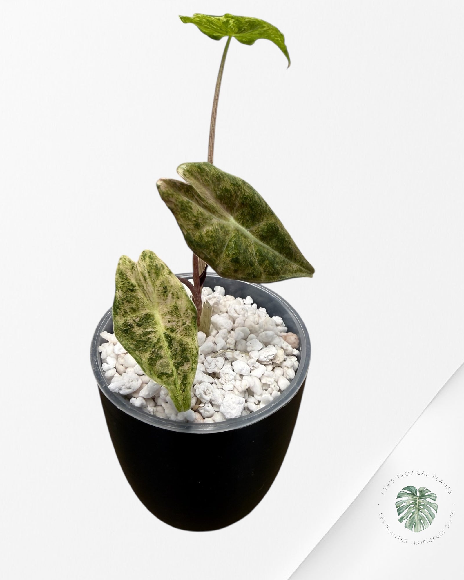 Alocasia Black Satun Pink Stardust