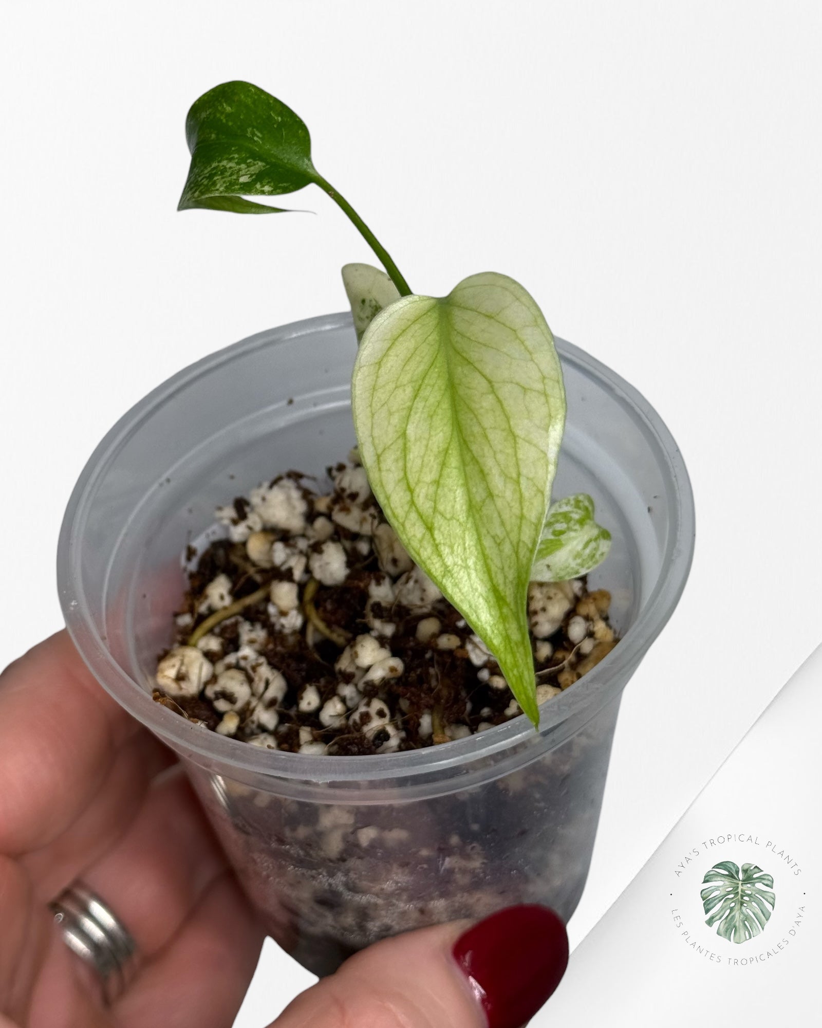 Monstera Mint| Rare TC Plant | Aya's Tropical Plants