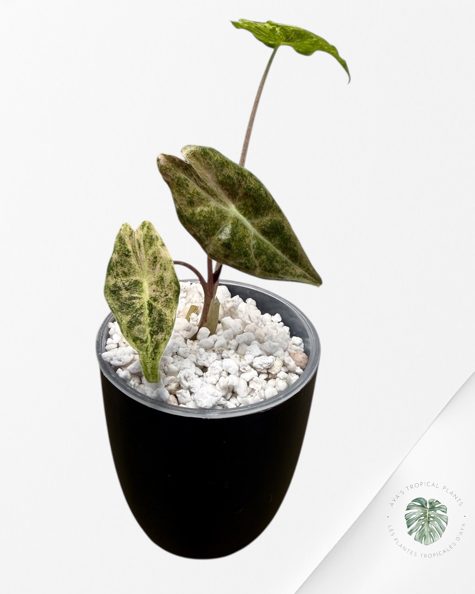 Alocasia Black Satun Pink Stardust