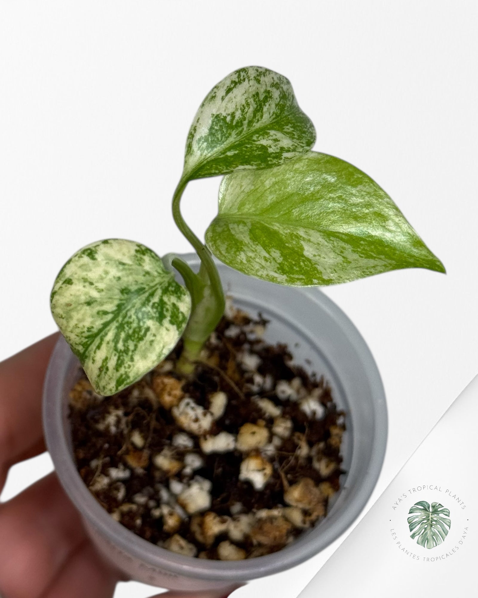 Monstera Mint| Rare TC Plant | Aya's Tropical Plants