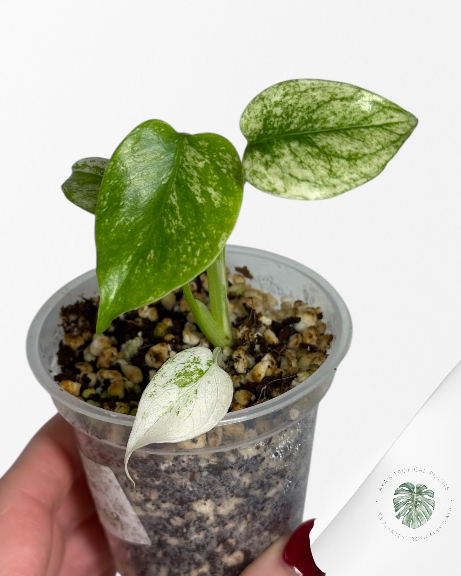 Monstera Mint| Rare TC Plant | Aya's Tropical Plants